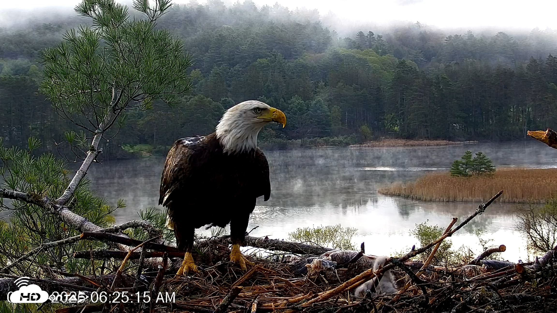 Snapshot of VINS Bald Eagles Nest Live Cams taken May 7, 2026, 6:26am EDT