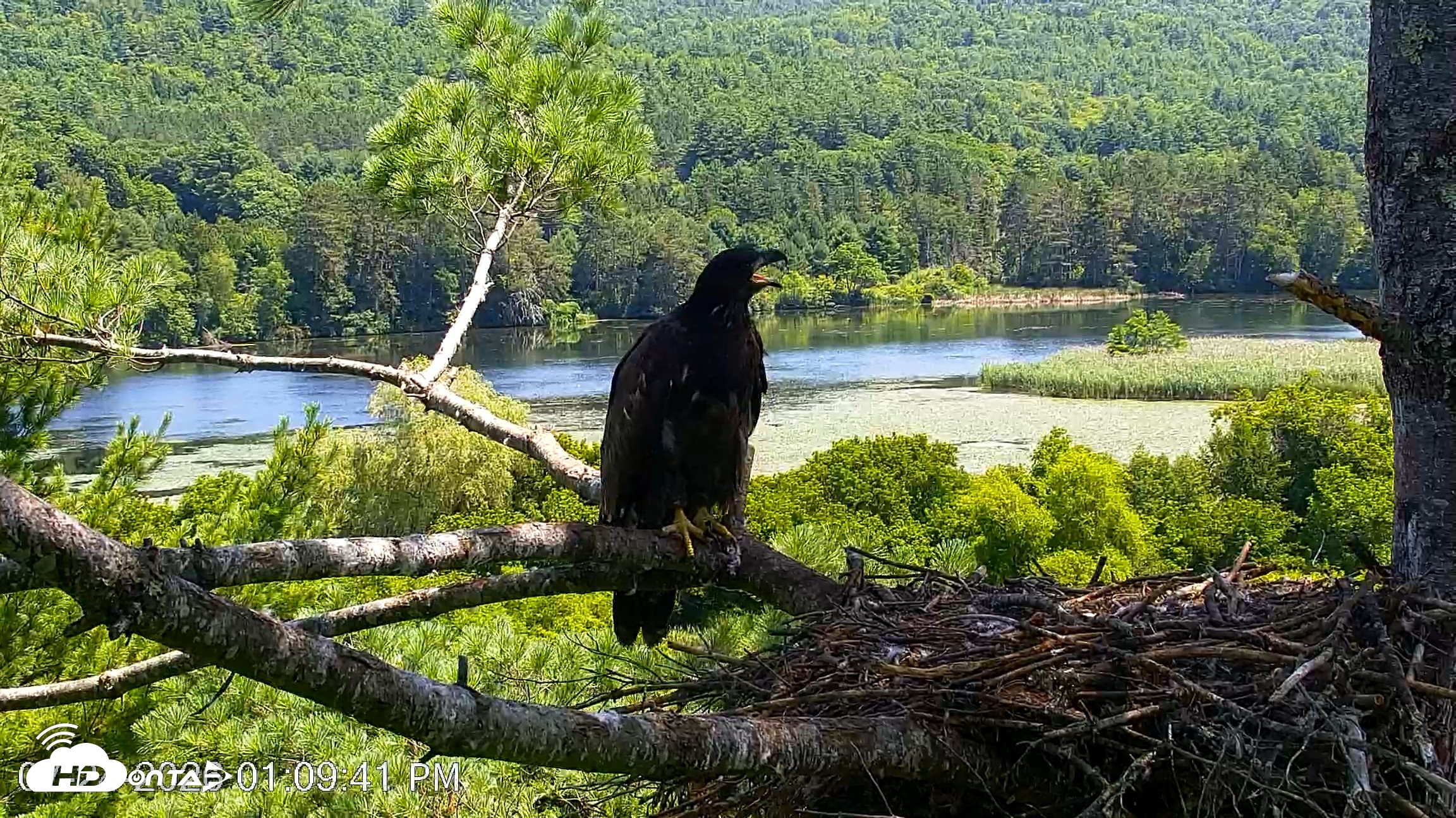 Snapshot of VINS Bald Eagles Nest Live Cams taken Jul 24, 2026, 1:10pm EDT