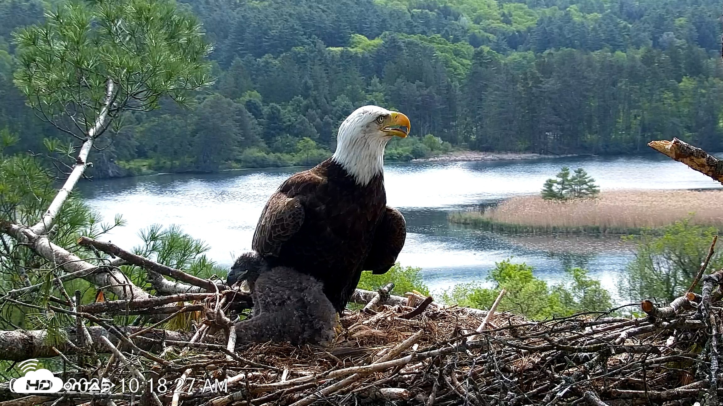 Snapshot of VINS Bald Eagles Nest Live Cams taken May 20, 2026, 10:19am EDT
