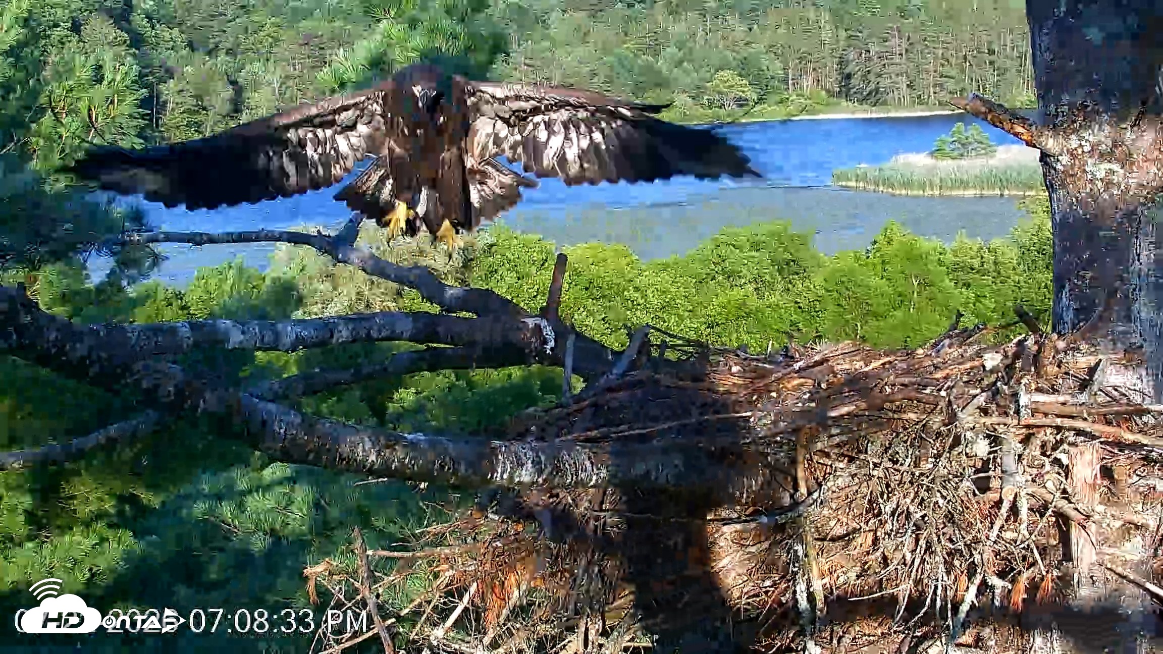 Snapshot of VINS Bald Eagles Nest Live Cams taken Jul 22, 2026, 7:10pm EDT