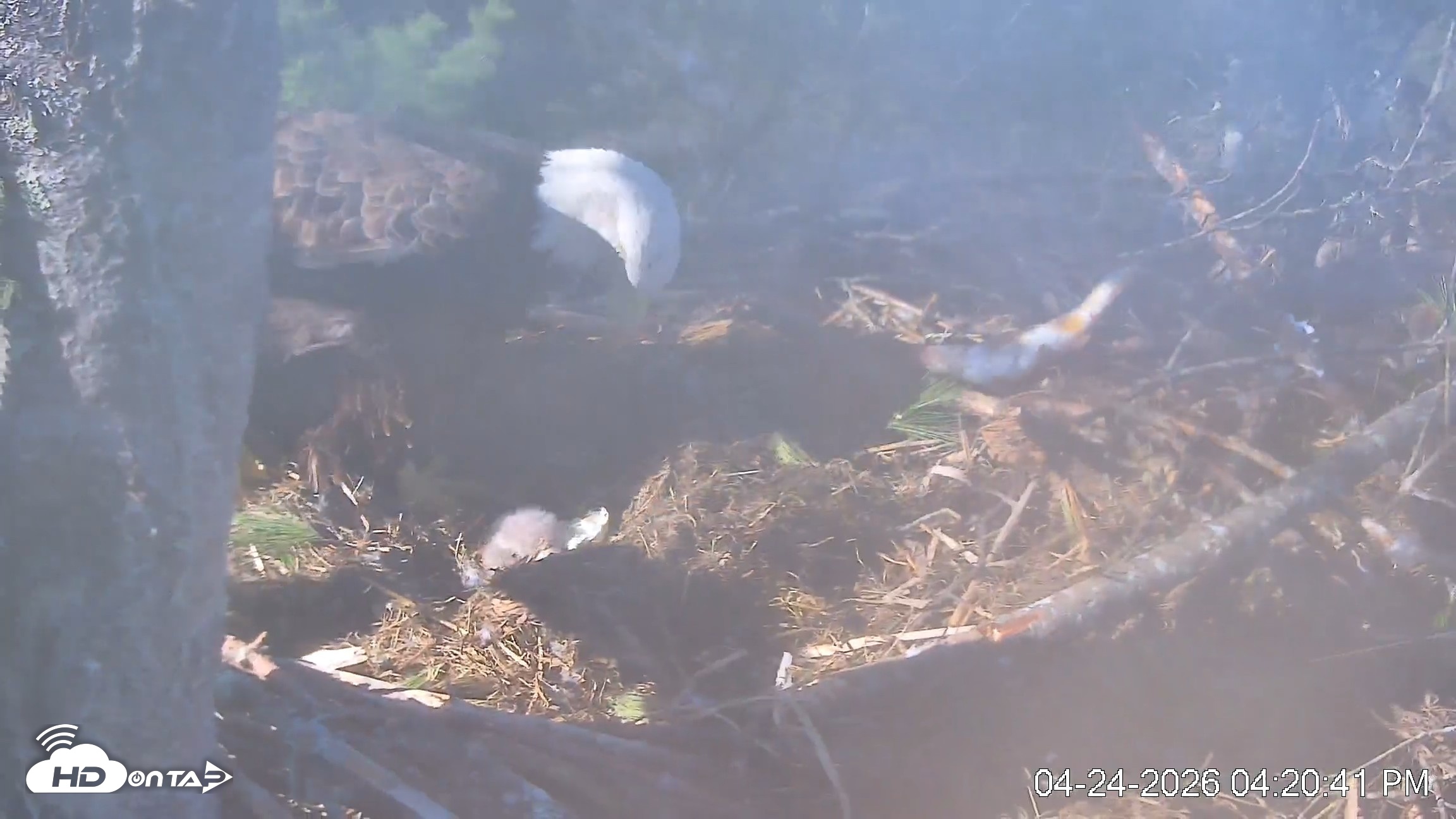 Snapshot of VINS Bald Eagles Nest Live Cams taken Apr 24, 2026, 4:27pm EDT