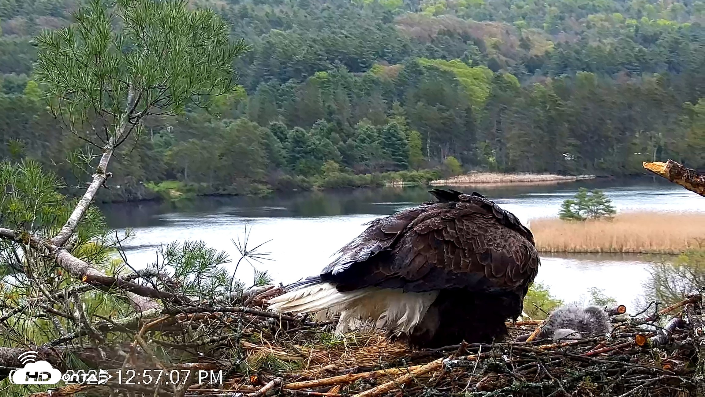 Snapshot of VINS Bald Eagles Nest Live Cams taken May 13, 2026, 12:57pm EDT