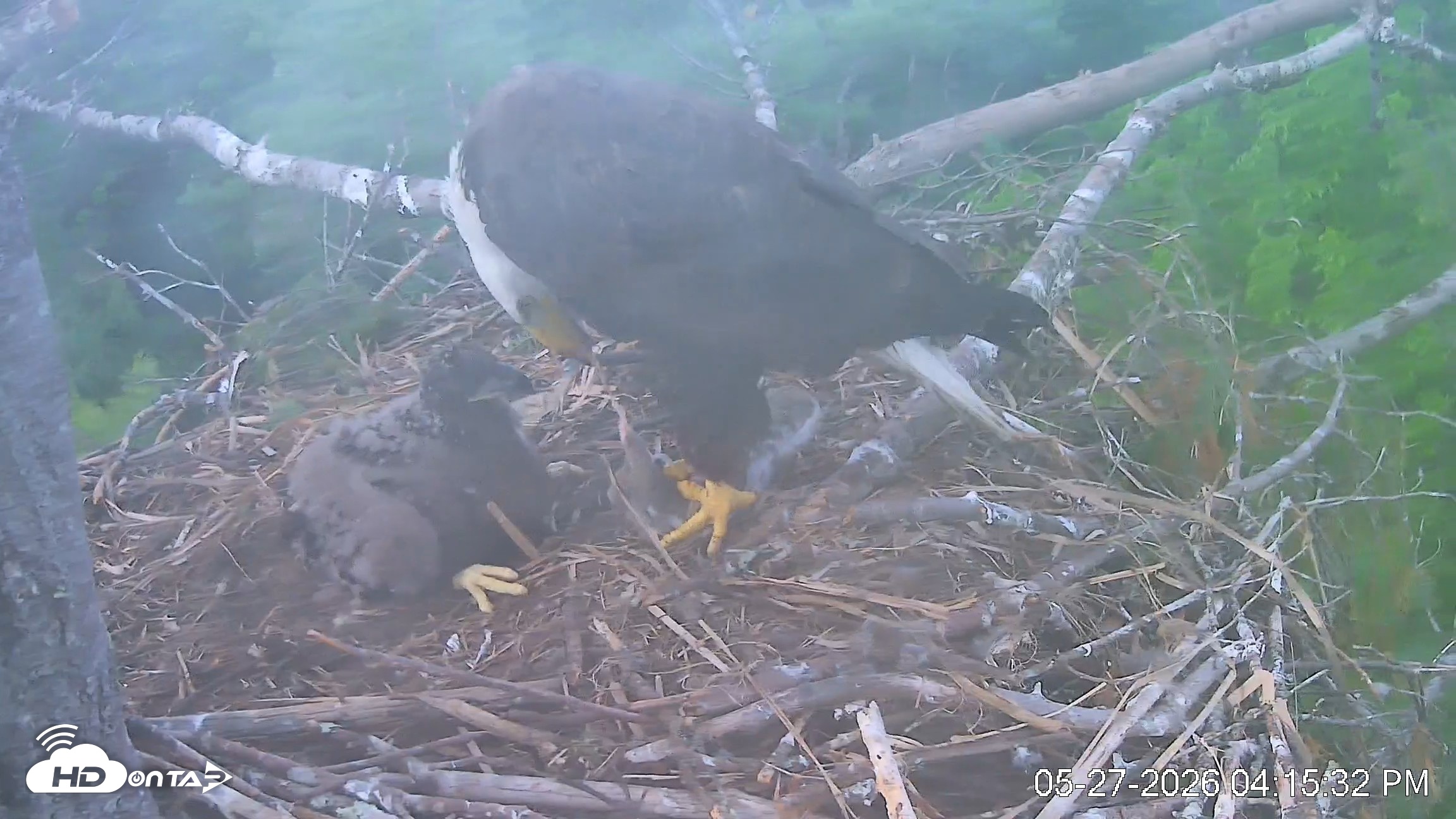 Snapshot of VINS Bald Eagles Nest Live Cams taken May 27, 2026, 4:16pm EDT