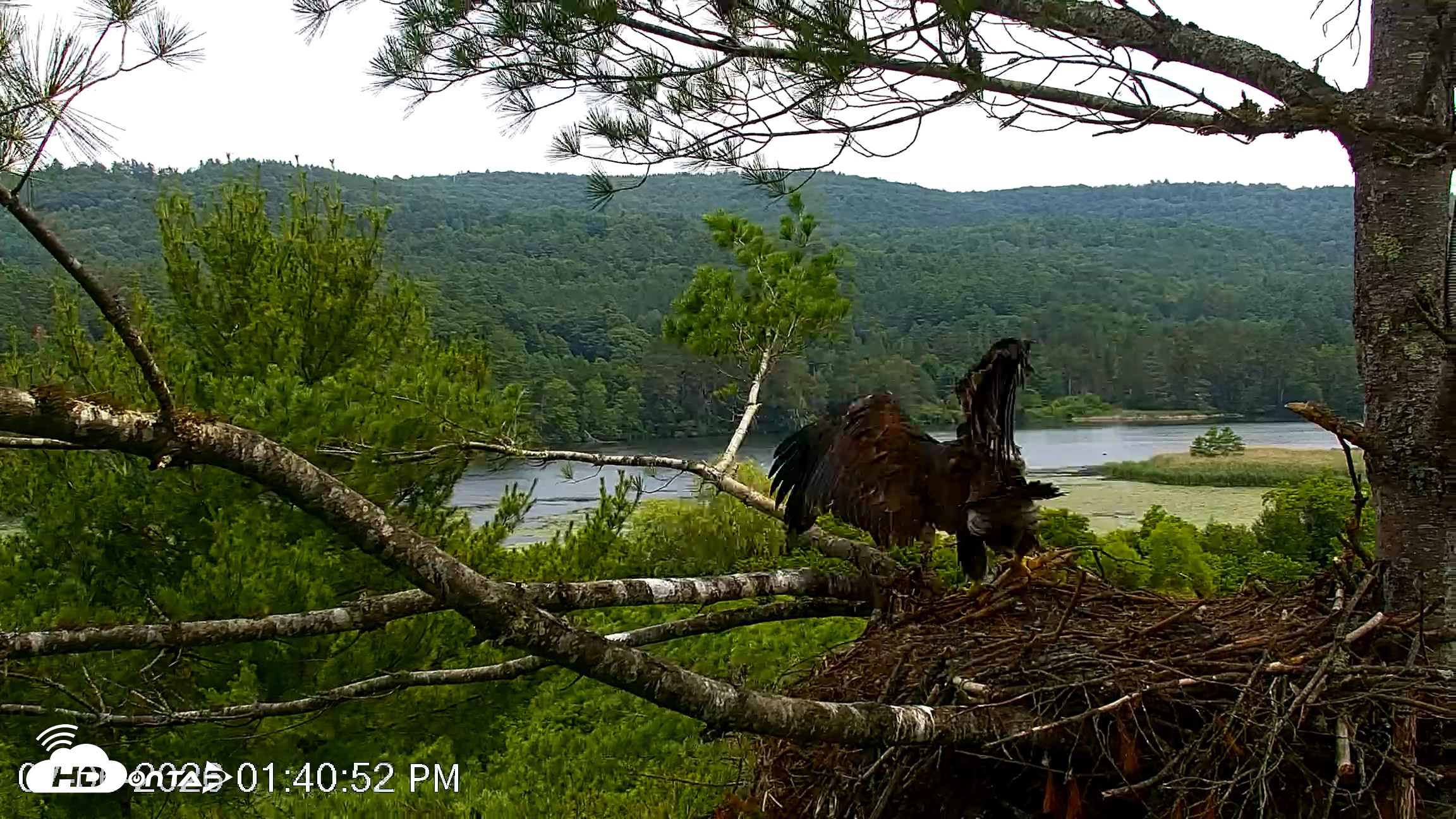 Snapshot of VINS Bald Eagles Nest Live Cams taken Jul 6, 2026, 1:41pm EDT