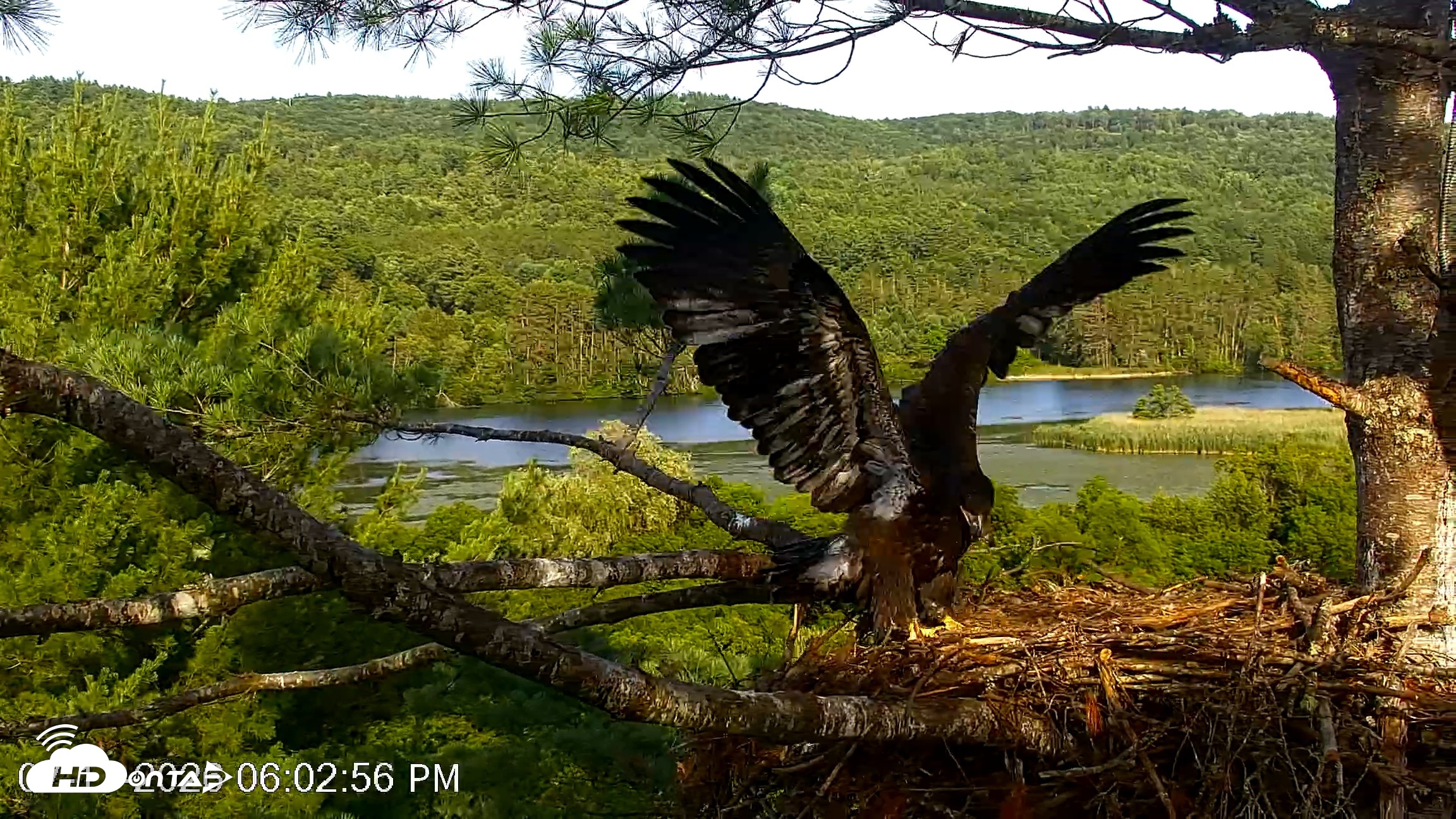 Snapshot of VINS Bald Eagles Nest Live Cams taken Jul 17, 2026, 6:04pm EDT