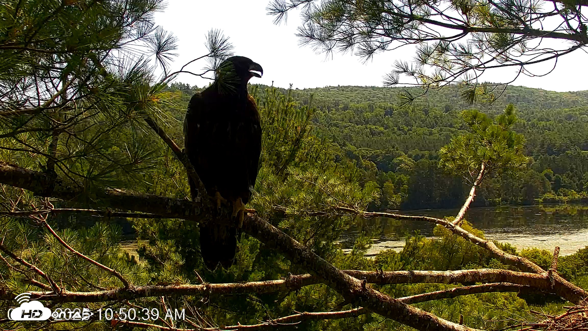 Snapshot of VINS Bald Eagles Nest Live Cams taken Jul 24, 2026, 10:51am EDT