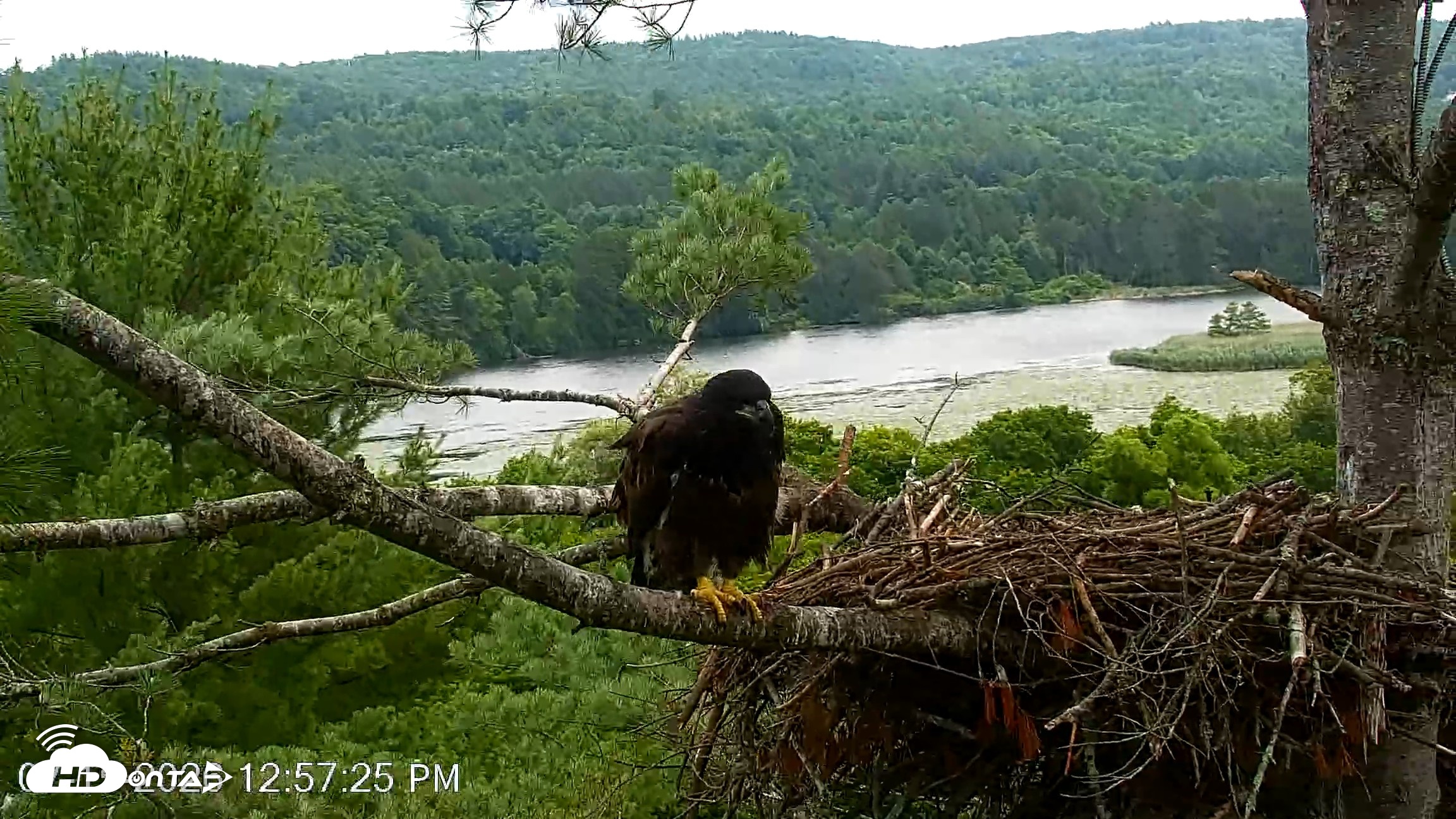 Snapshot of VINS Bald Eagles Nest Live Cams taken Jul 15, 2026, 12:58pm EDT