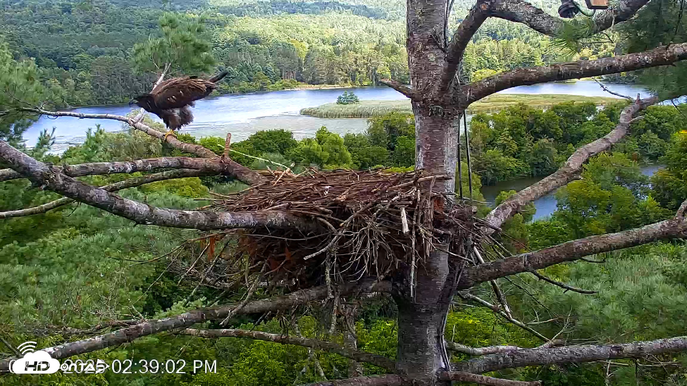 Snapshot of VINS Bald Eagles Nest Live Cams taken Aug 15, 2026, 2:39pm EDT