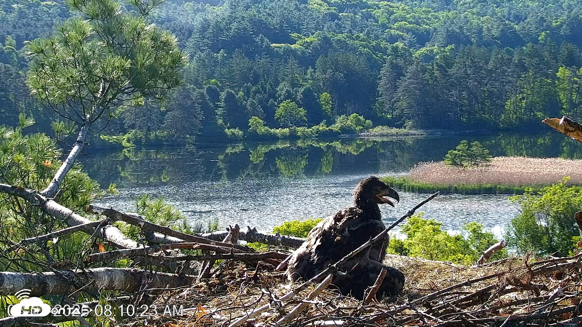 Snapshot of VINS Bald Eagles Nest Live Cams taken Jun 3, 2026, 8:11am EDT
