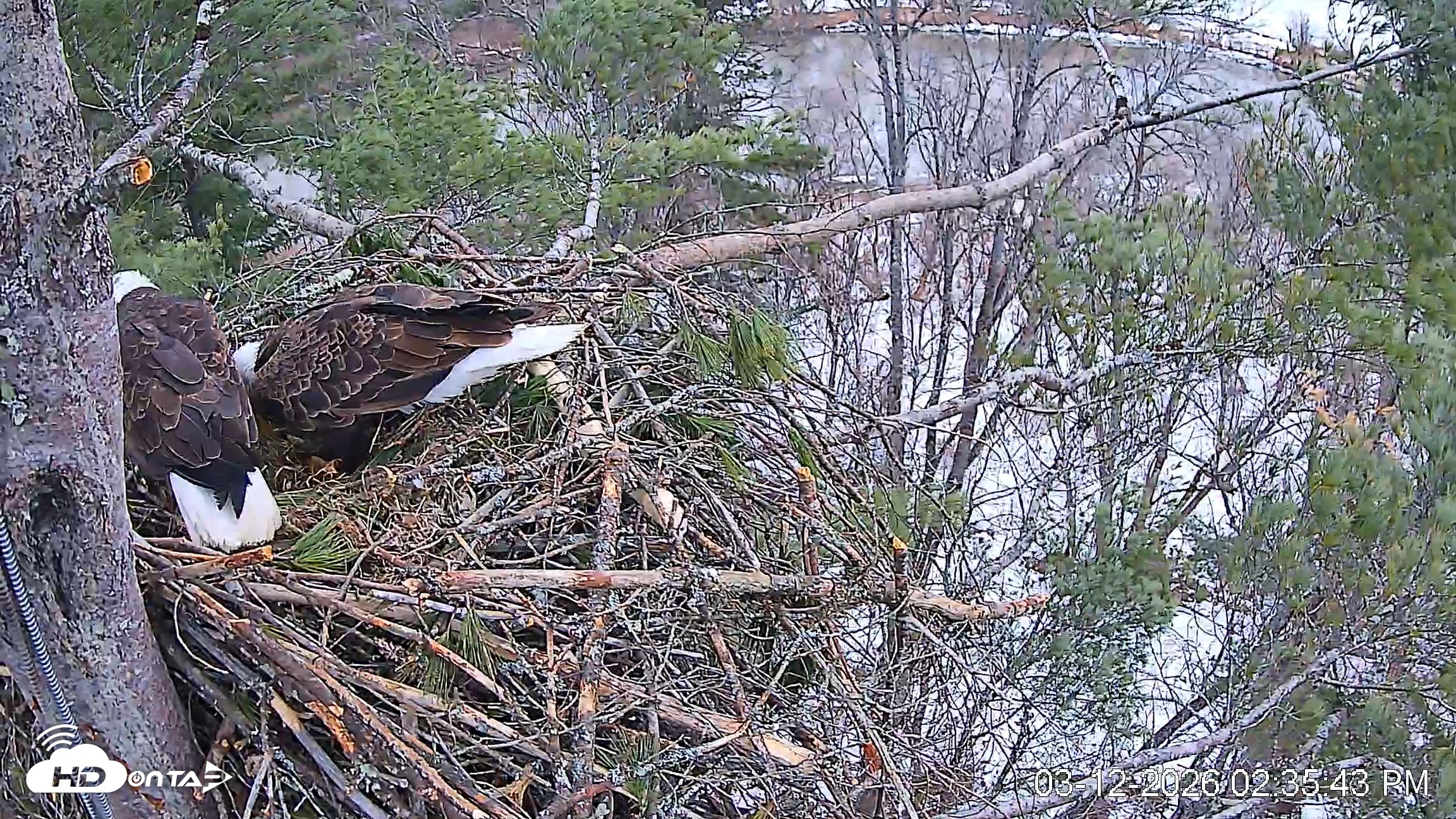 Snapshot of VINS Bald Eagles Nest Live Cams taken Mar 12, 2026, 2:36pm EDT