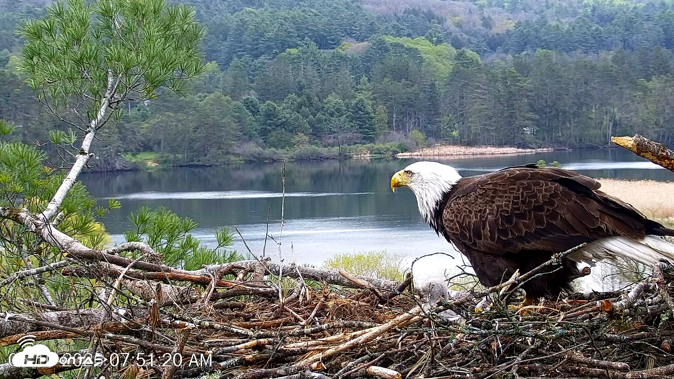 Snapshot of VINS Bald Eagles Nest Live Cams taken May 10, 2026, 7:52am EDT