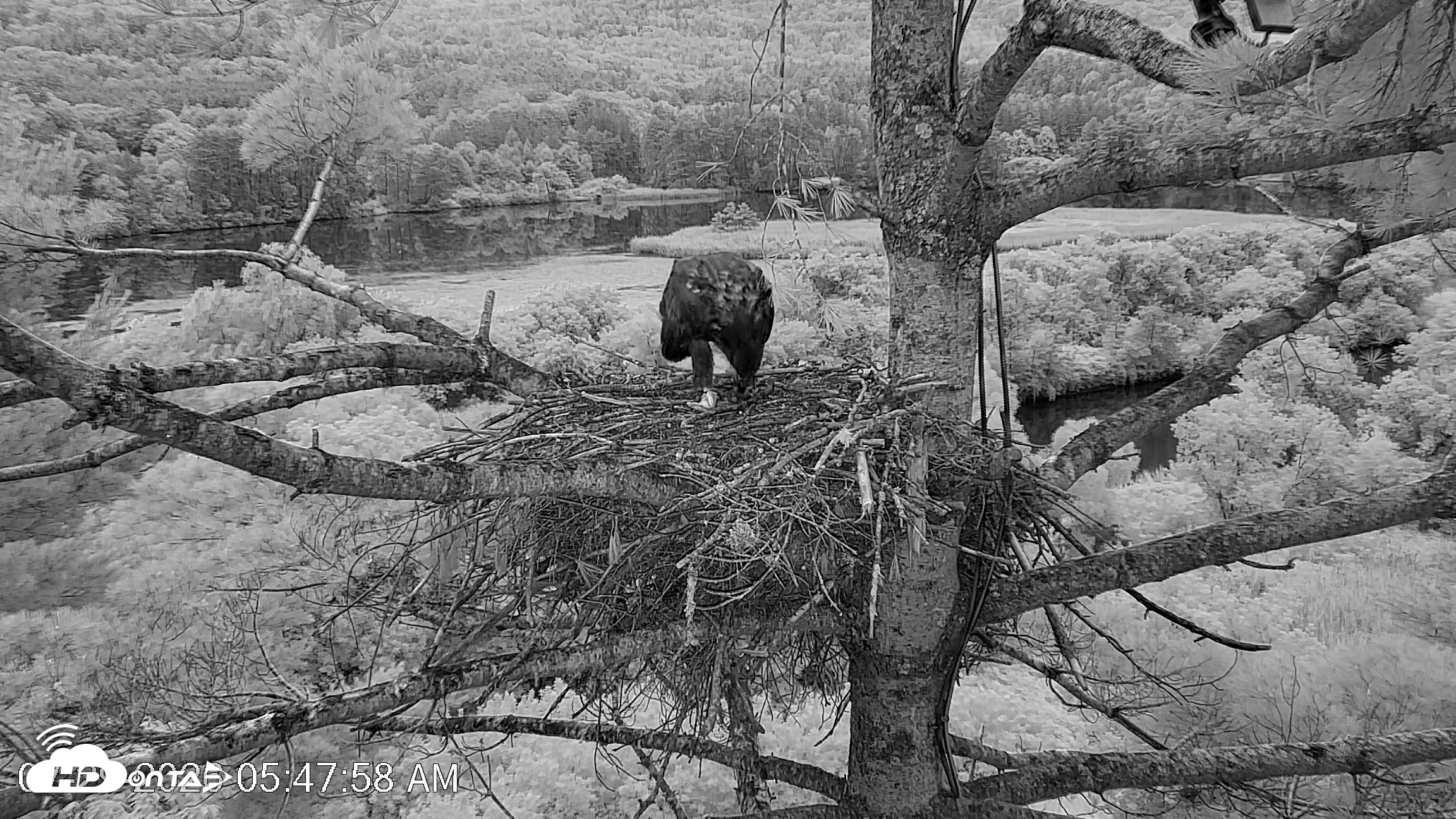 Snapshot of VINS Bald Eagles Nest Live Cams taken Jul 29, 2026, 5:48am EDT