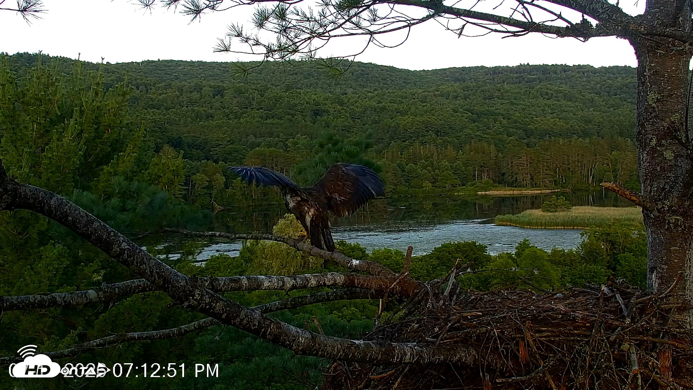 Snapshot of VINS Bald Eagles Nest Live Cams taken Jul 17, 2026, 7:13pm EDT