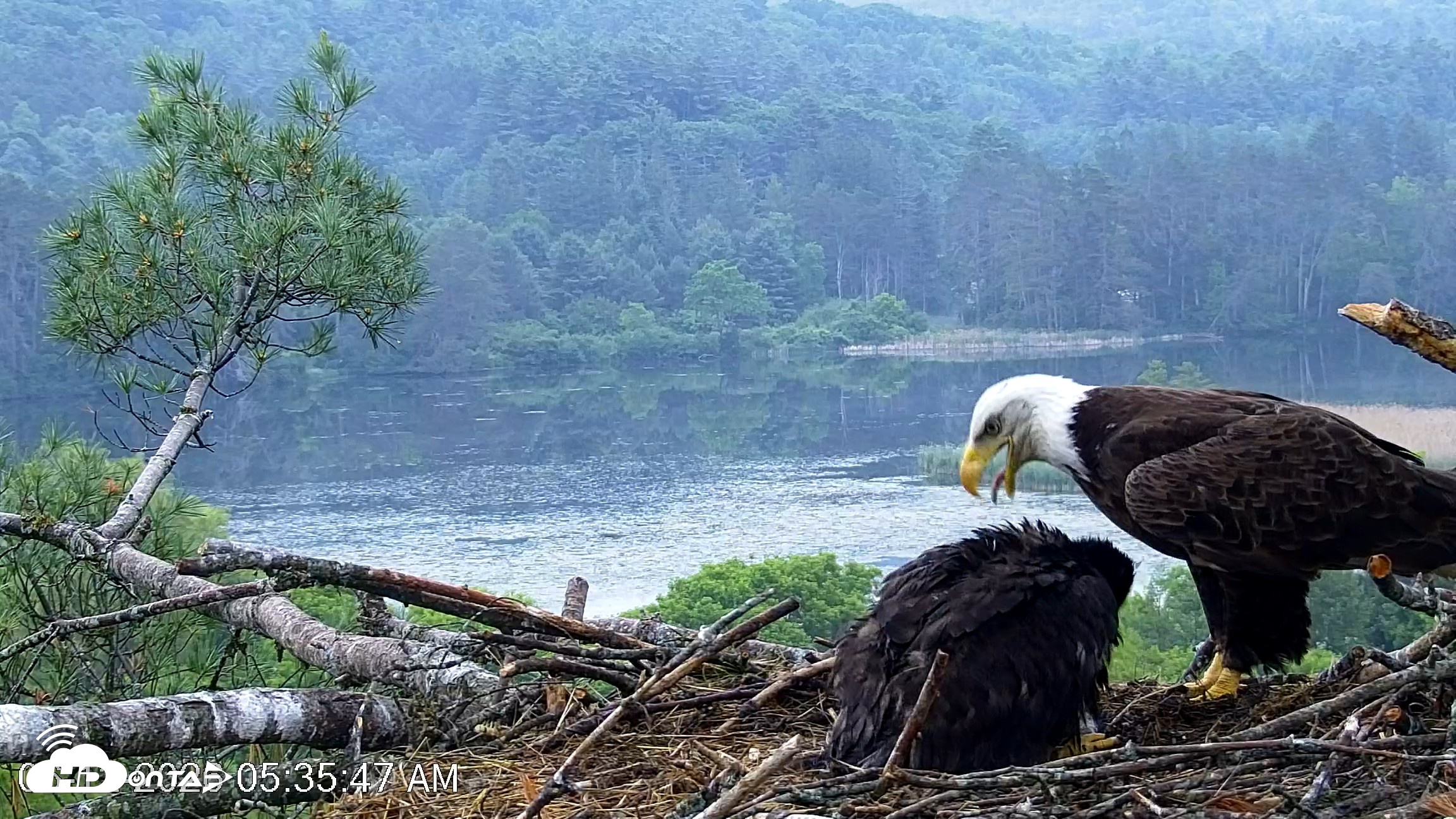 Snapshot of VINS Bald Eagles Nest Live Cams taken Jun 12, 2026, 5:36am EDT
