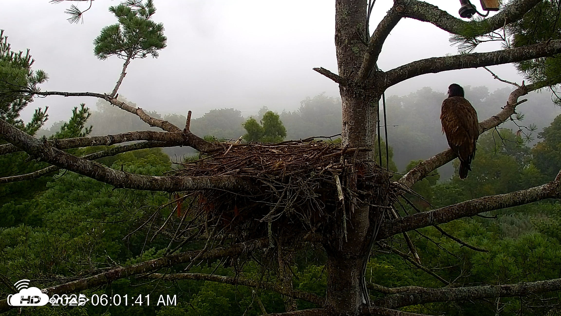 Snapshot of VINS Bald Eagles Nest Live Cams taken Aug 19, 2026, 6:02am EDT