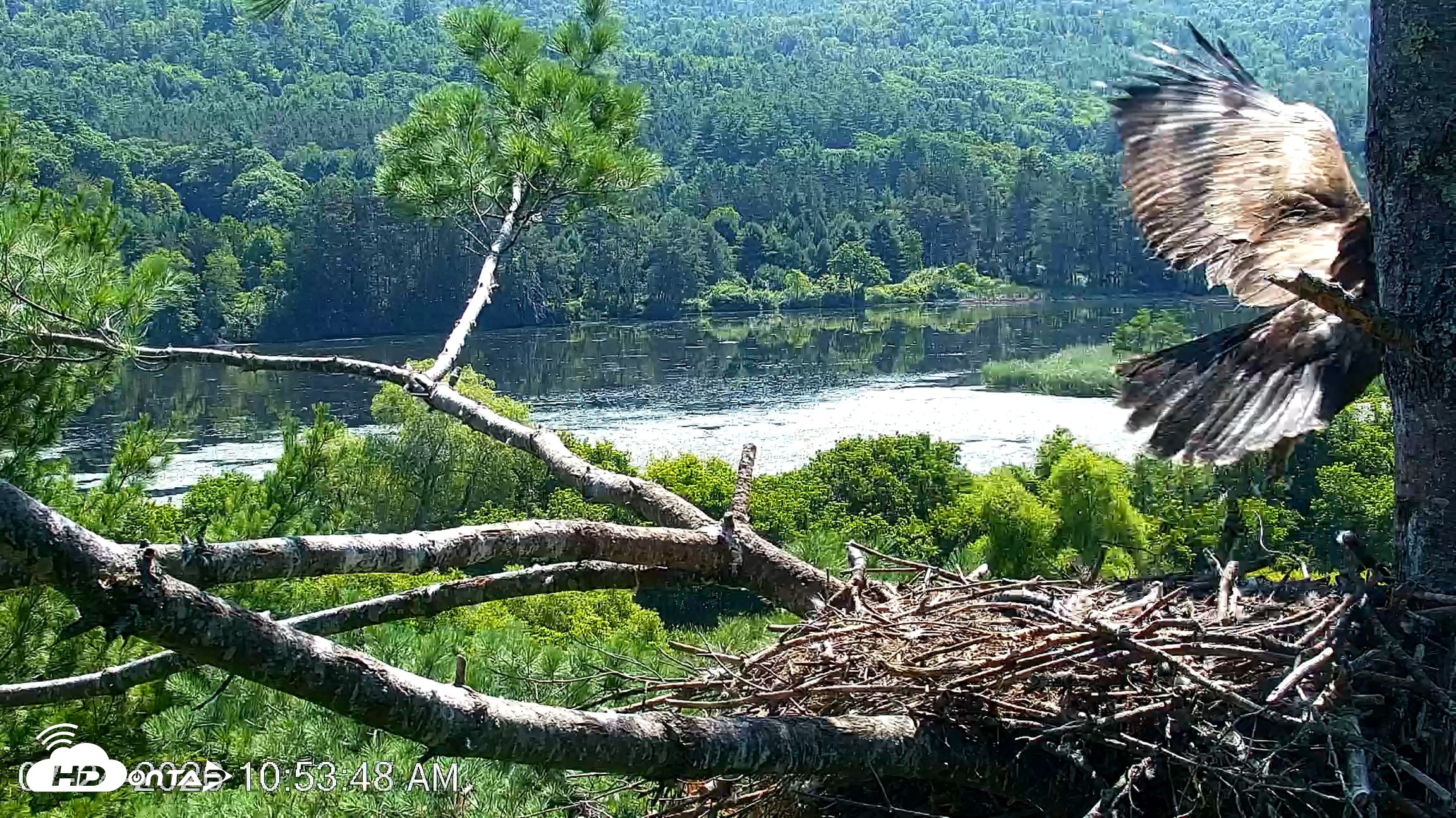 Snapshot of VINS Bald Eagles Nest Live Cams taken Jul 24, 2026, 10:54am EDT