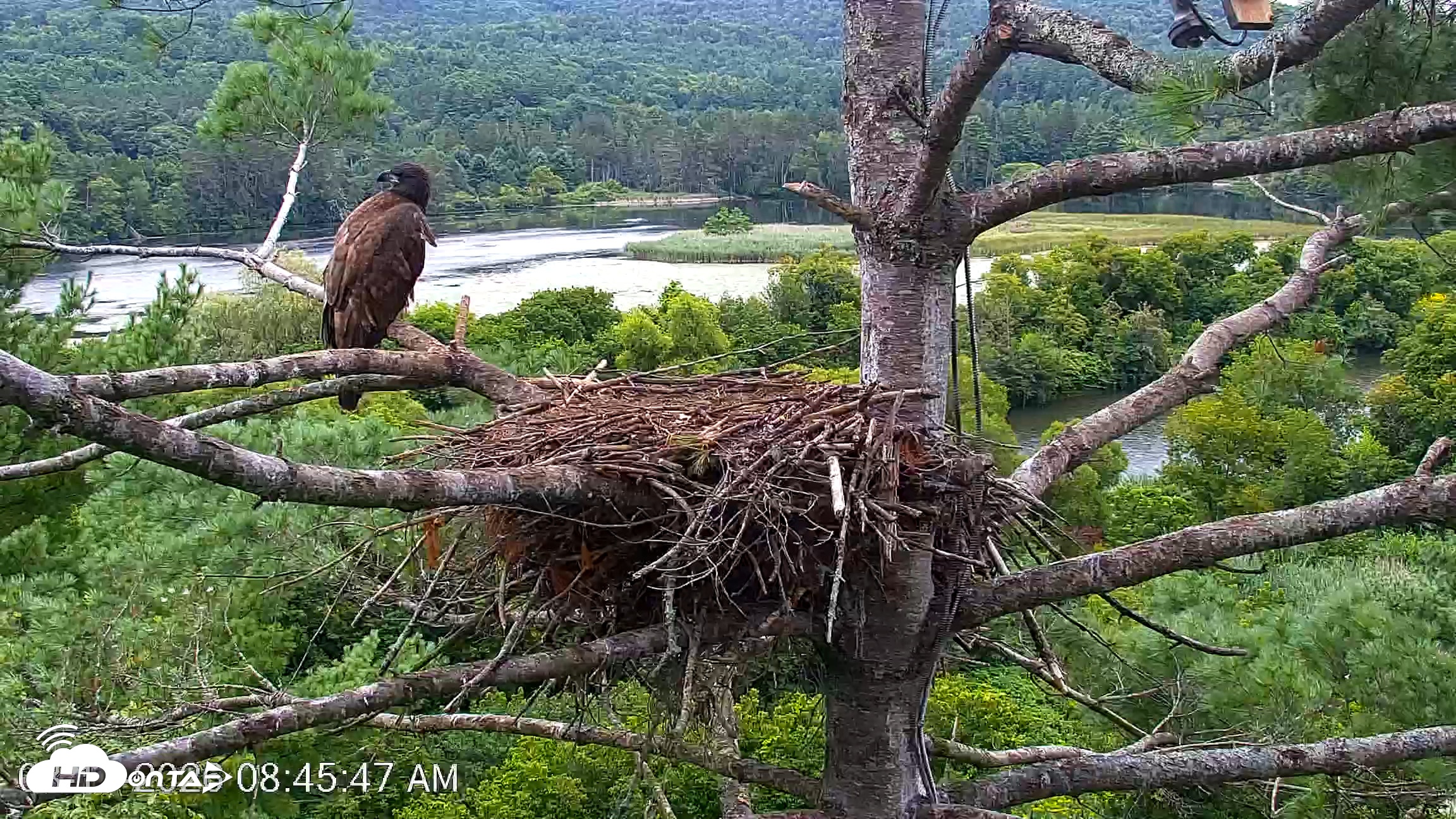 Snapshot of VINS Bald Eagles Nest Live Cams taken Aug 17, 2026, 8:47am EDT