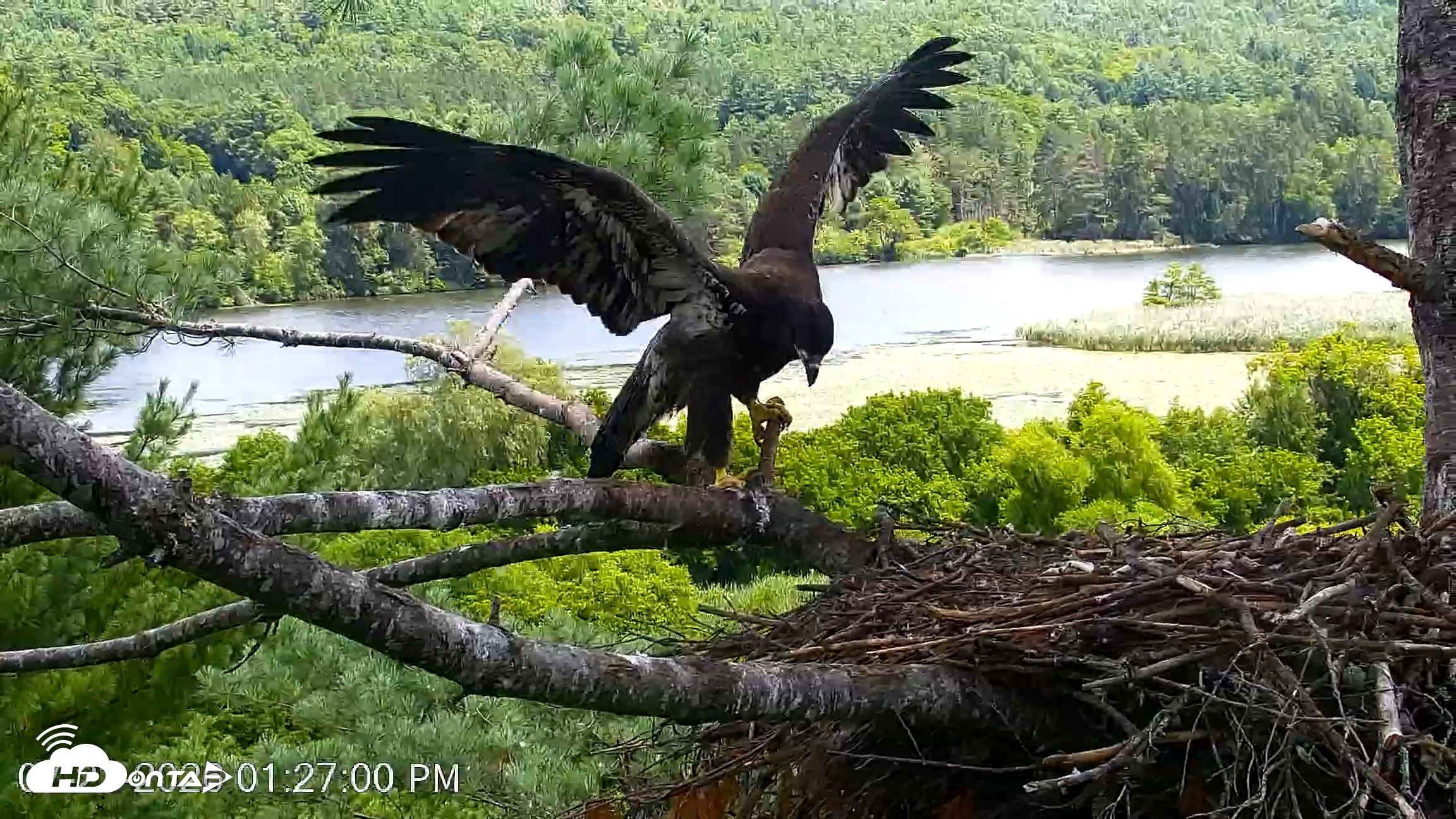 Snapshot of VINS Bald Eagles Nest Live Cams taken Jul 23, 2026, 1:27pm EDT