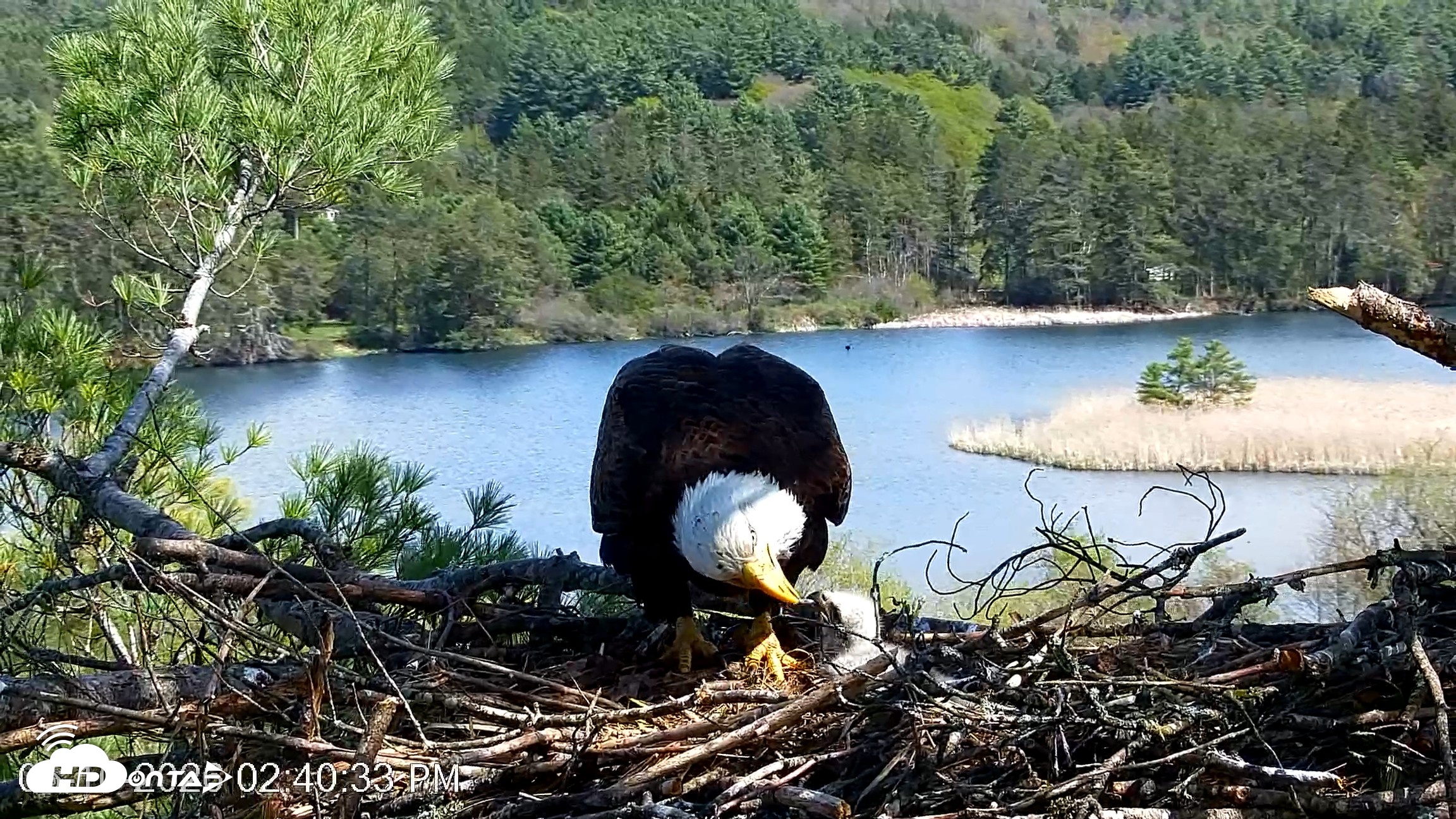 Snapshot of VINS Bald Eagles Nest Live Cams taken May 10, 2026, 2:41pm EDT