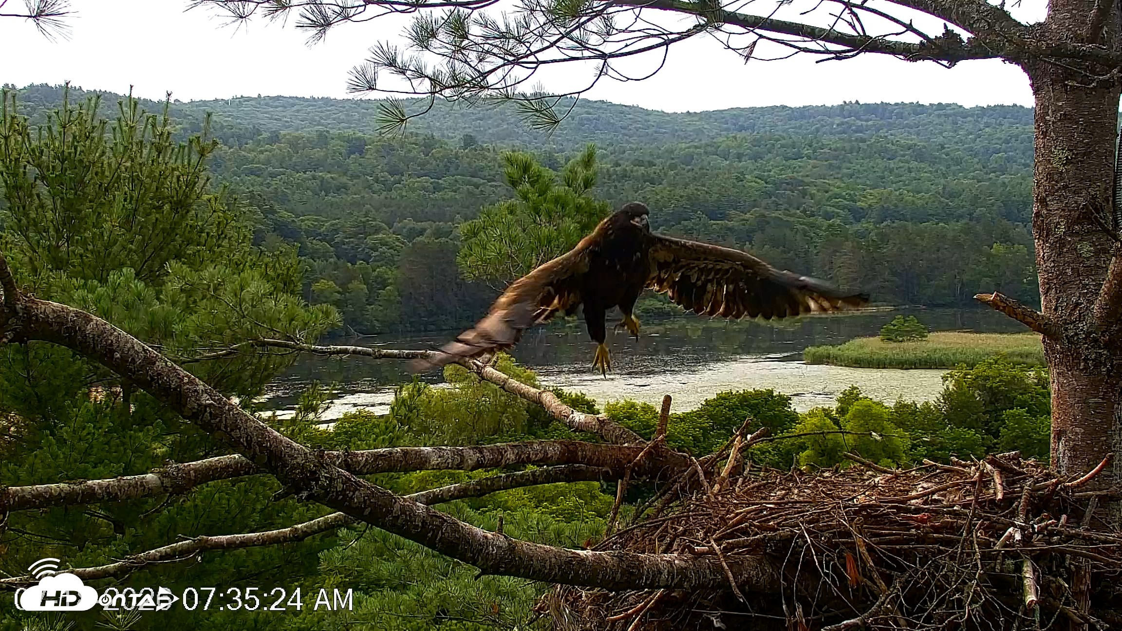Snapshot of VINS Bald Eagles Nest Live Cams taken Jul 18, 2026, 7:37am EDT