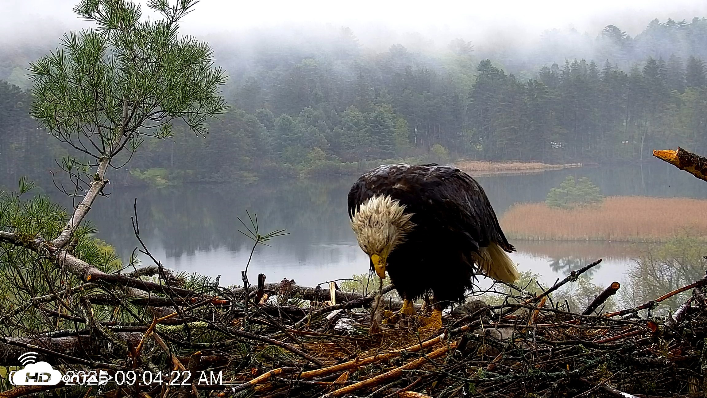 Snapshot of VINS Bald Eagles Nest Live Cams taken May 14, 2026, 9:05am EDT