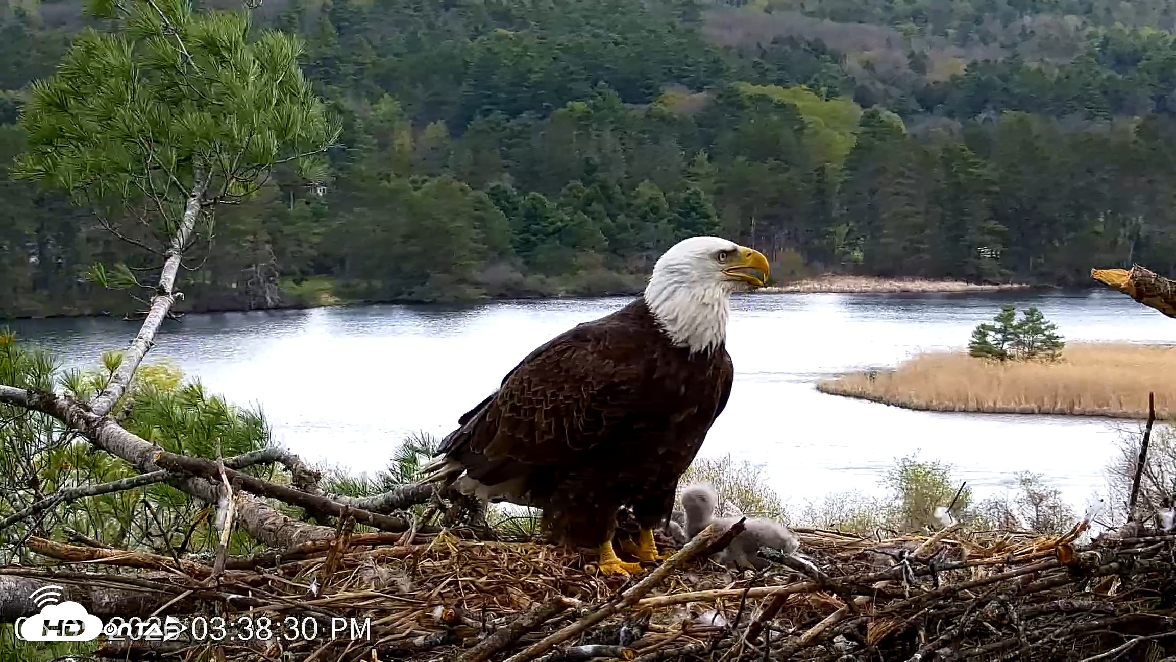 Snapshot of VINS Bald Eagles Nest Live Cams taken May 5, 2026, 3:39pm EDT