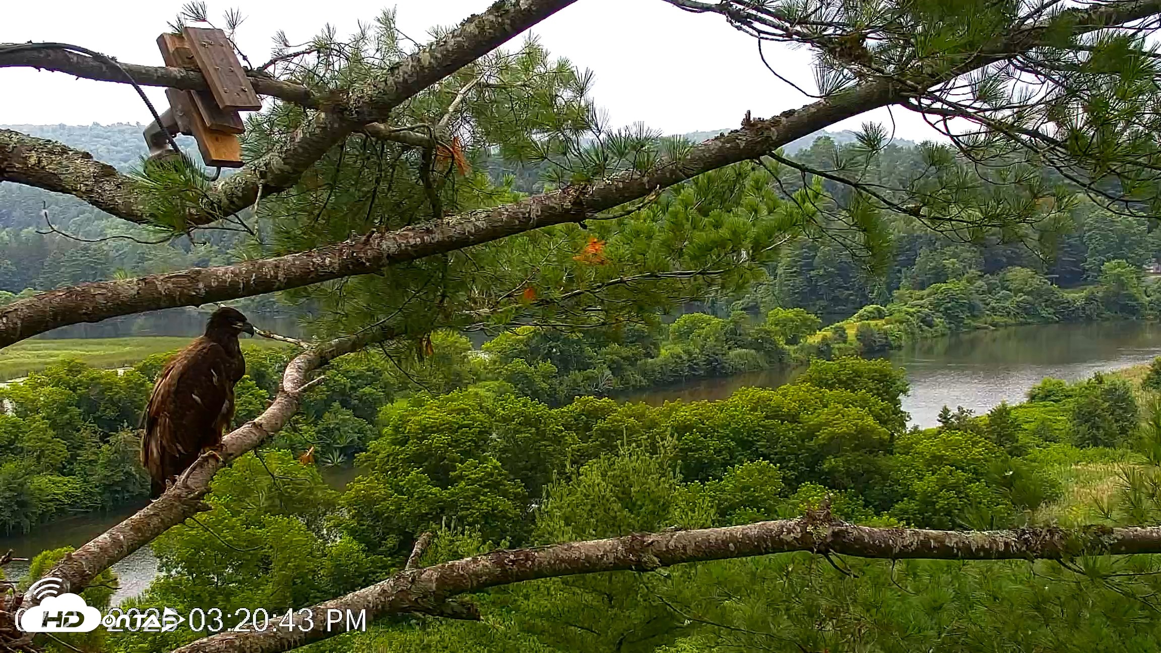 Snapshot of VINS Bald Eagles Nest Live Cams taken Jul 21, 2026, 3:21pm EDT