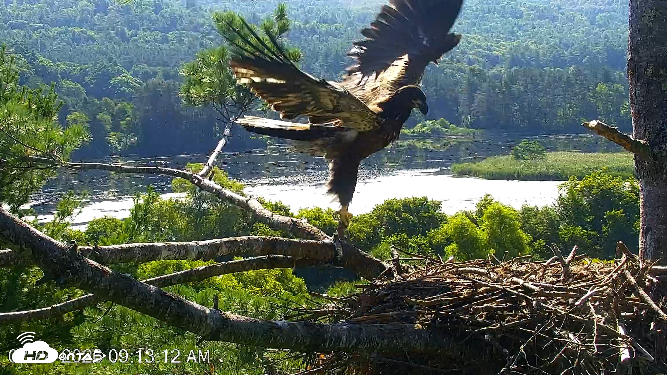Snapshot of VINS Bald Eagles Nest Live Cams taken Jul 24, 2026, 9:13am EDT