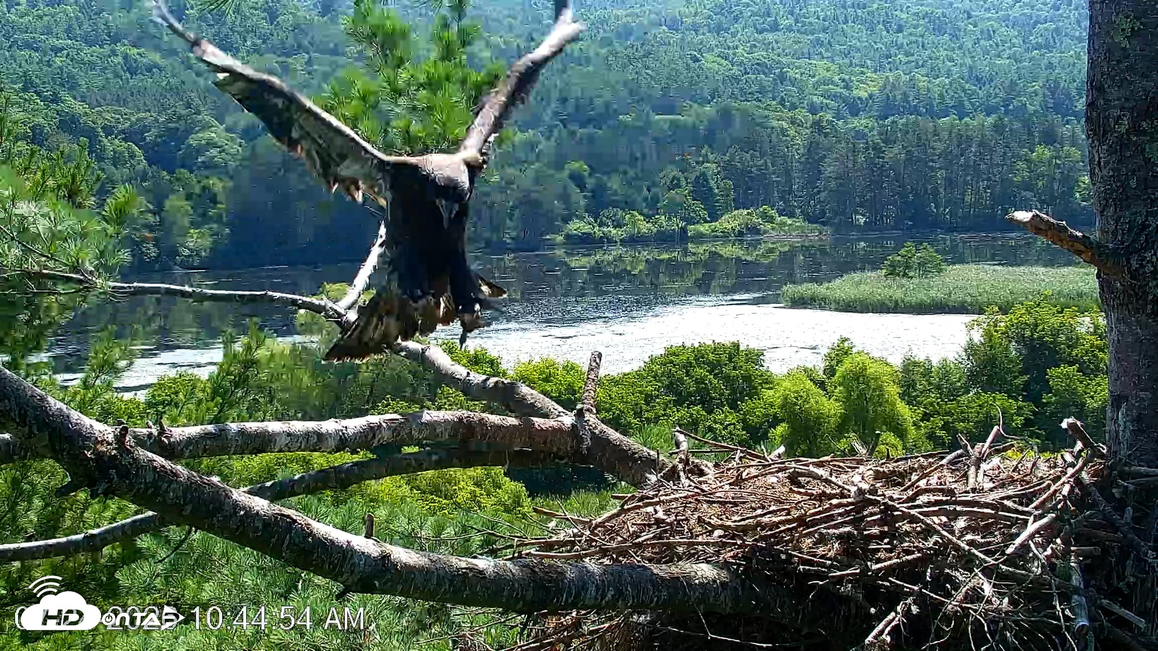 Snapshot of VINS Bald Eagles Nest Live Cams taken Jul 24, 2026, 10:45am EDT