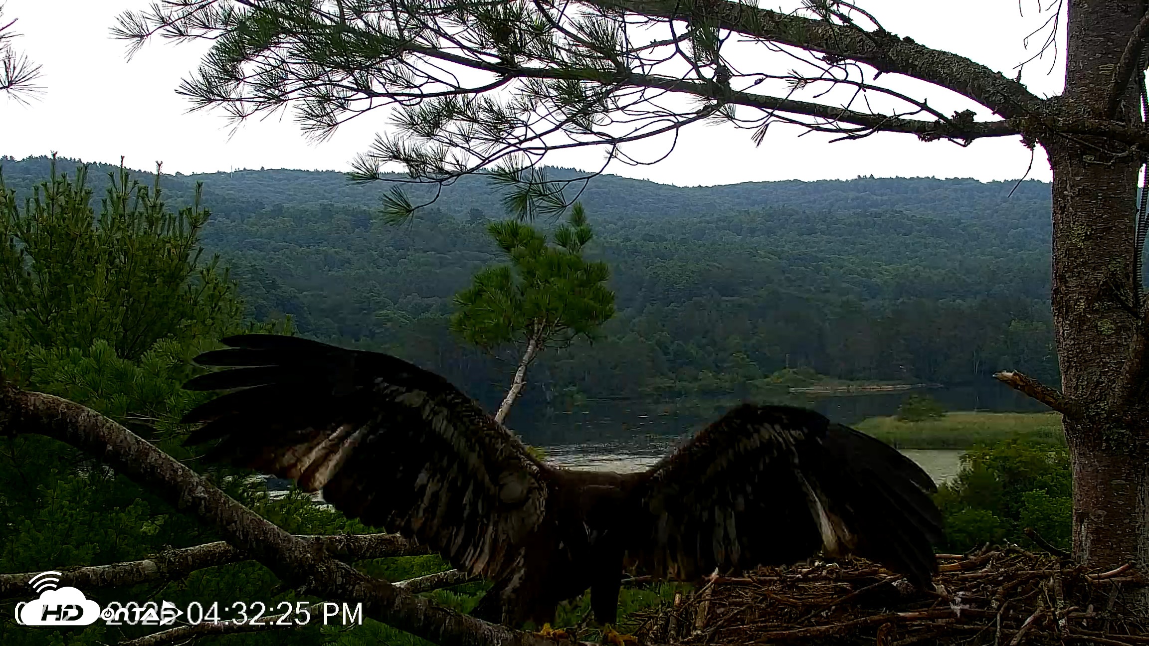 Snapshot of VINS Bald Eagles Nest Live Cams taken Jul 21, 2026, 4:33pm EDT
