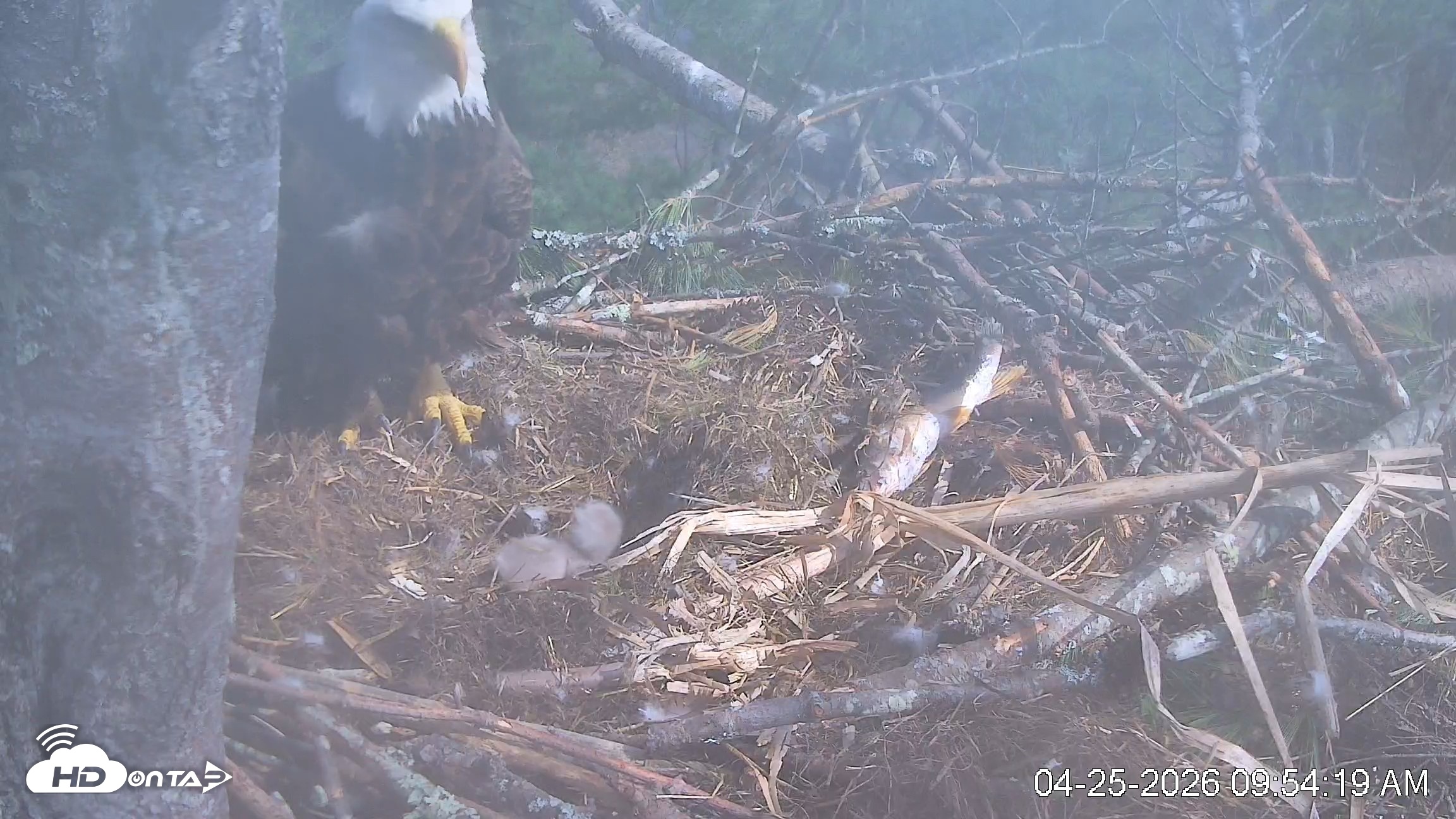 Snapshot of VINS Bald Eagles Nest Live Cams taken Apr 25, 2026, 9:54am EDT
