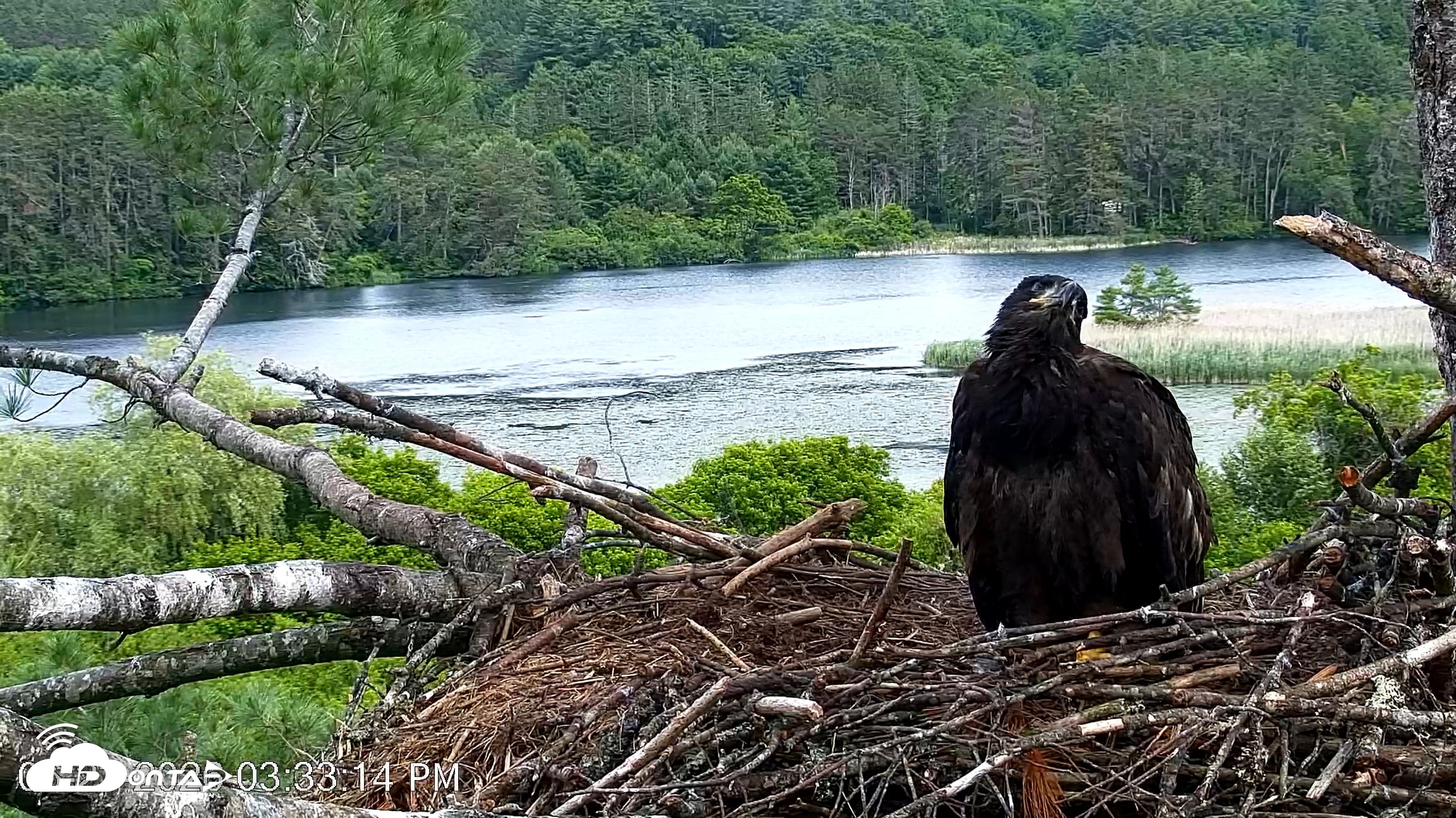 Snapshot of VINS Bald Eagles Nest Live Cams taken Jun 23, 2026, 3:34pm EDT