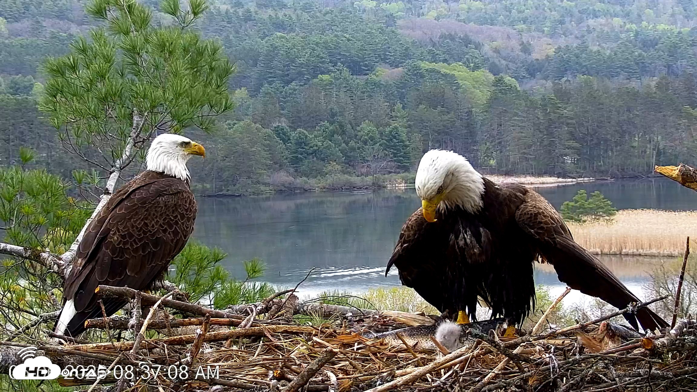 Snapshot of VINS Bald Eagles Nest Live Cams taken May 6, 2026, 8:37am EDT