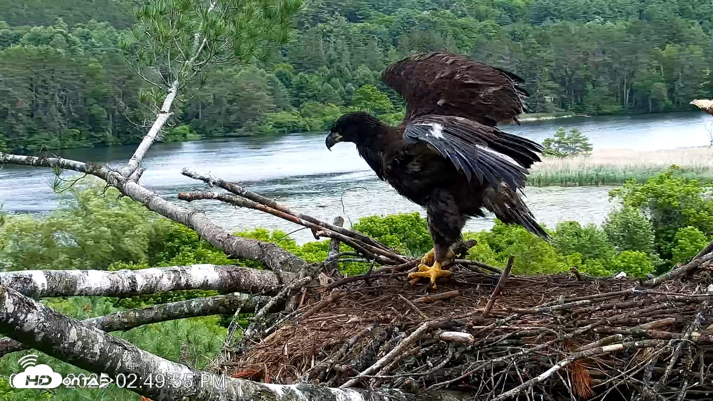 Snapshot of VINS Bald Eagles Nest Live Cams taken Jun 23, 2026, 2:50pm EDT