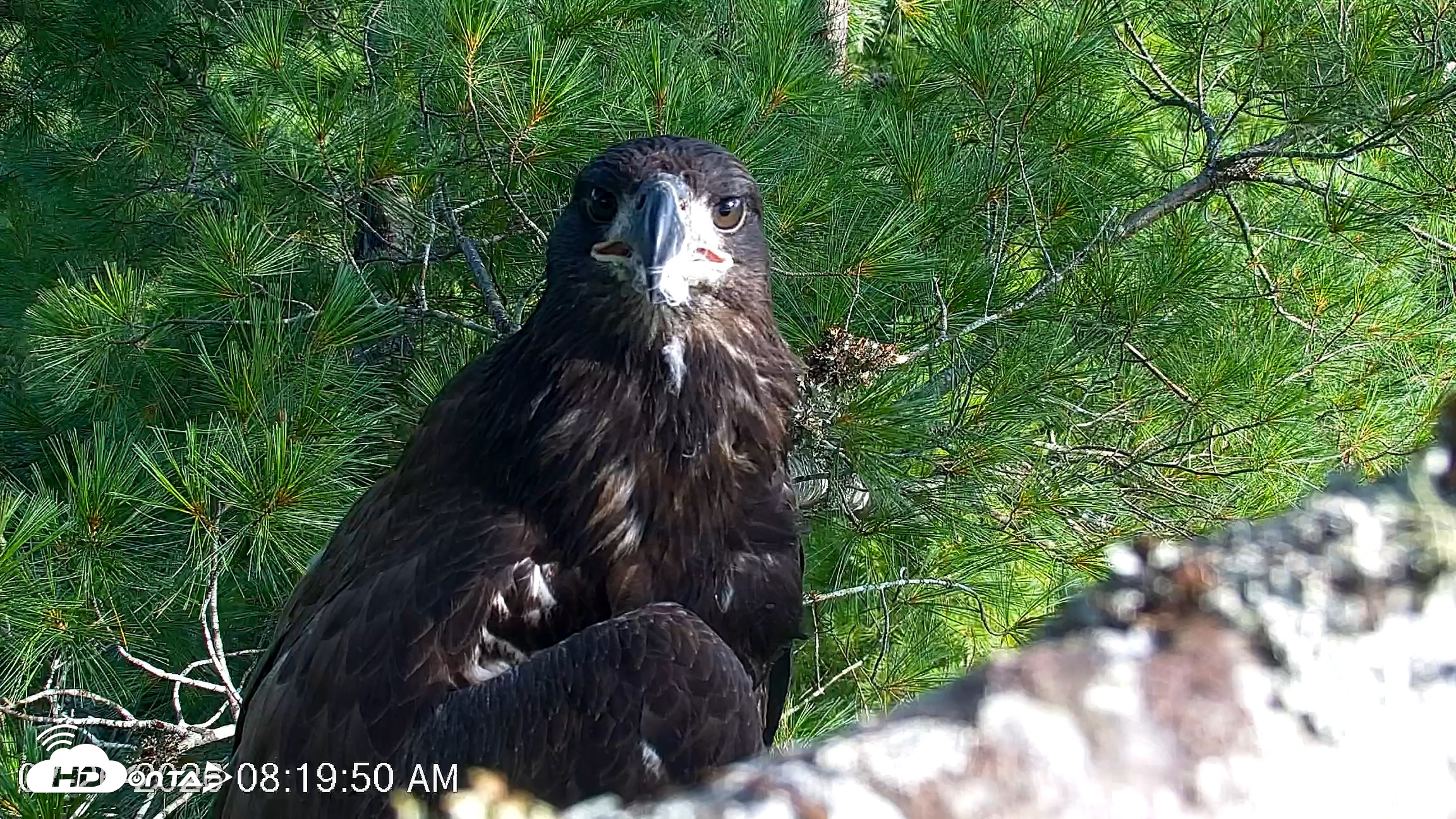 Snapshot of VINS Bald Eagles Nest Live Cams taken Jul 26, 2026, 8:20am EDT