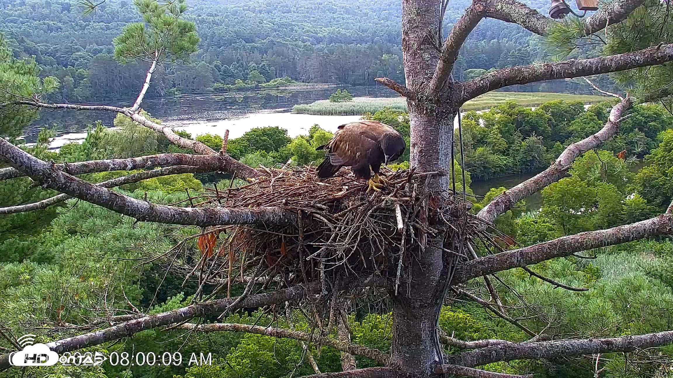 Snapshot of VINS Bald Eagles Nest Live Cams taken Aug 10, 2026, 8:01am EDT