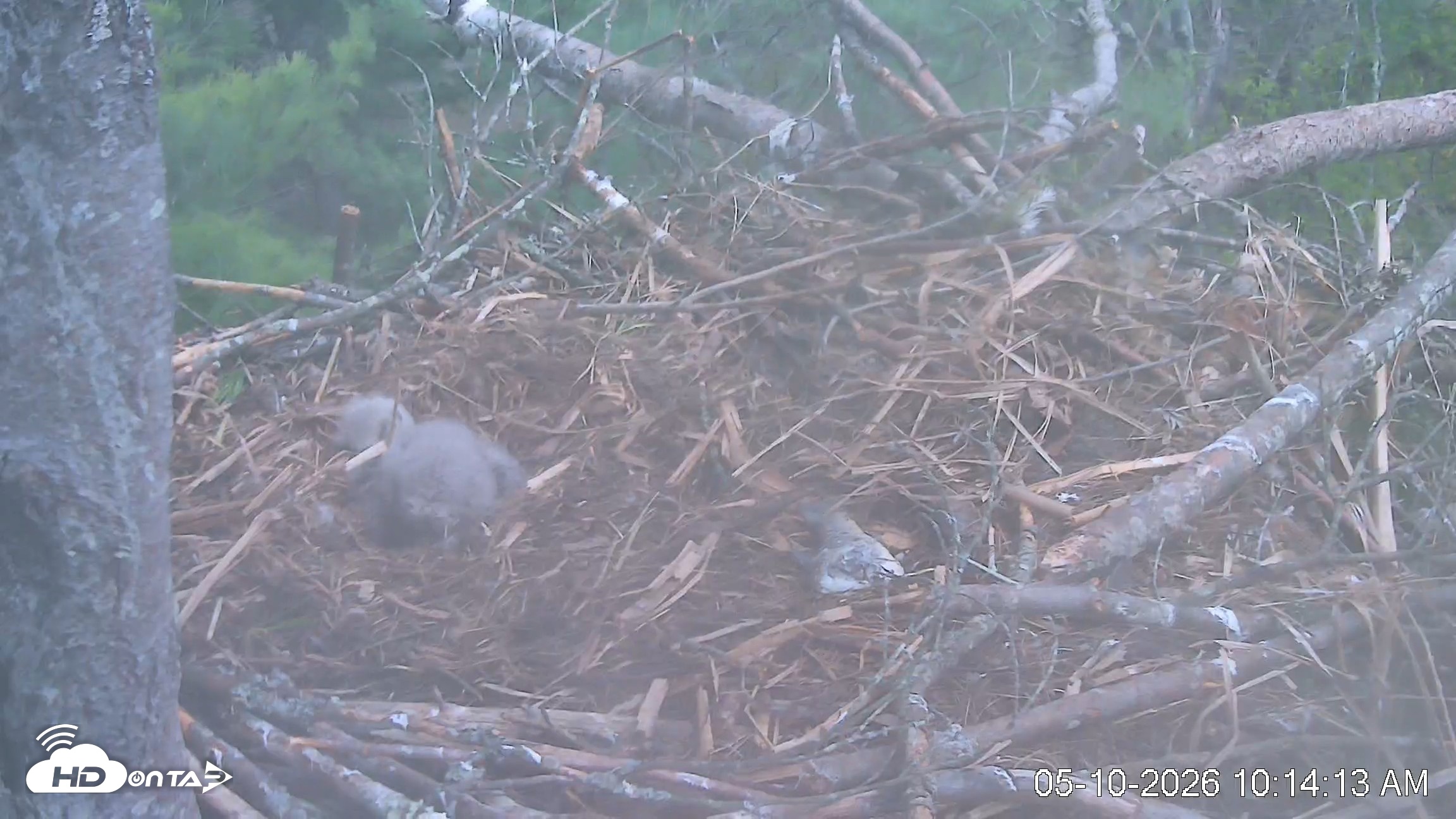 Snapshot of VINS Bald Eagles Nest Live Cams taken May 10, 2026, 10:14am EDT