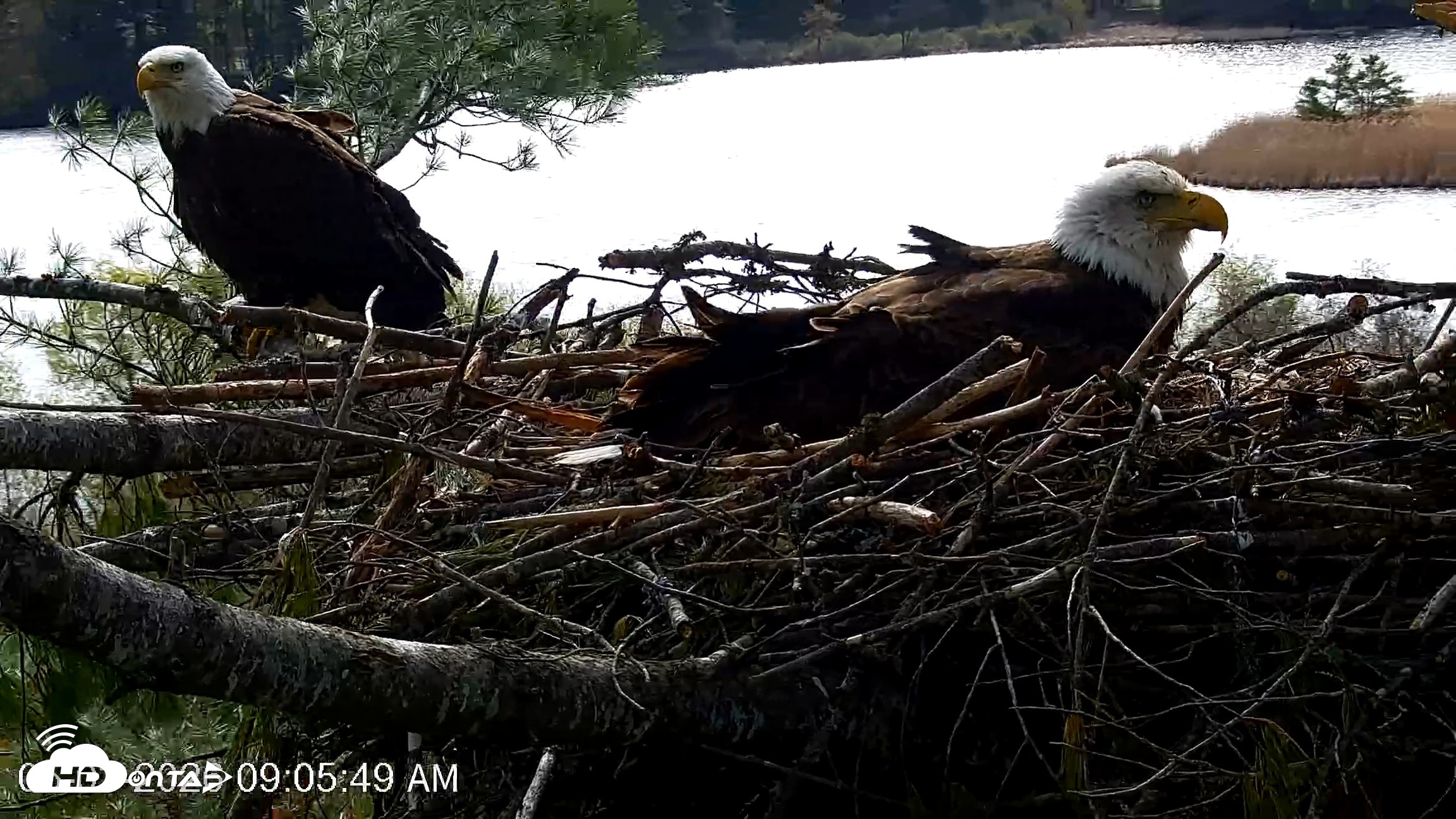 Snapshot of VINS Bald Eagles Nest Live Cams taken May 3, 2026, 9:06am EDT