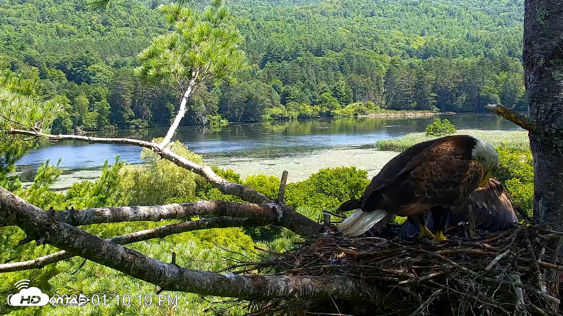 Snapshot of VINS Bald Eagles Nest Live Cams taken Jul 24, 2026, 1:11pm EDT