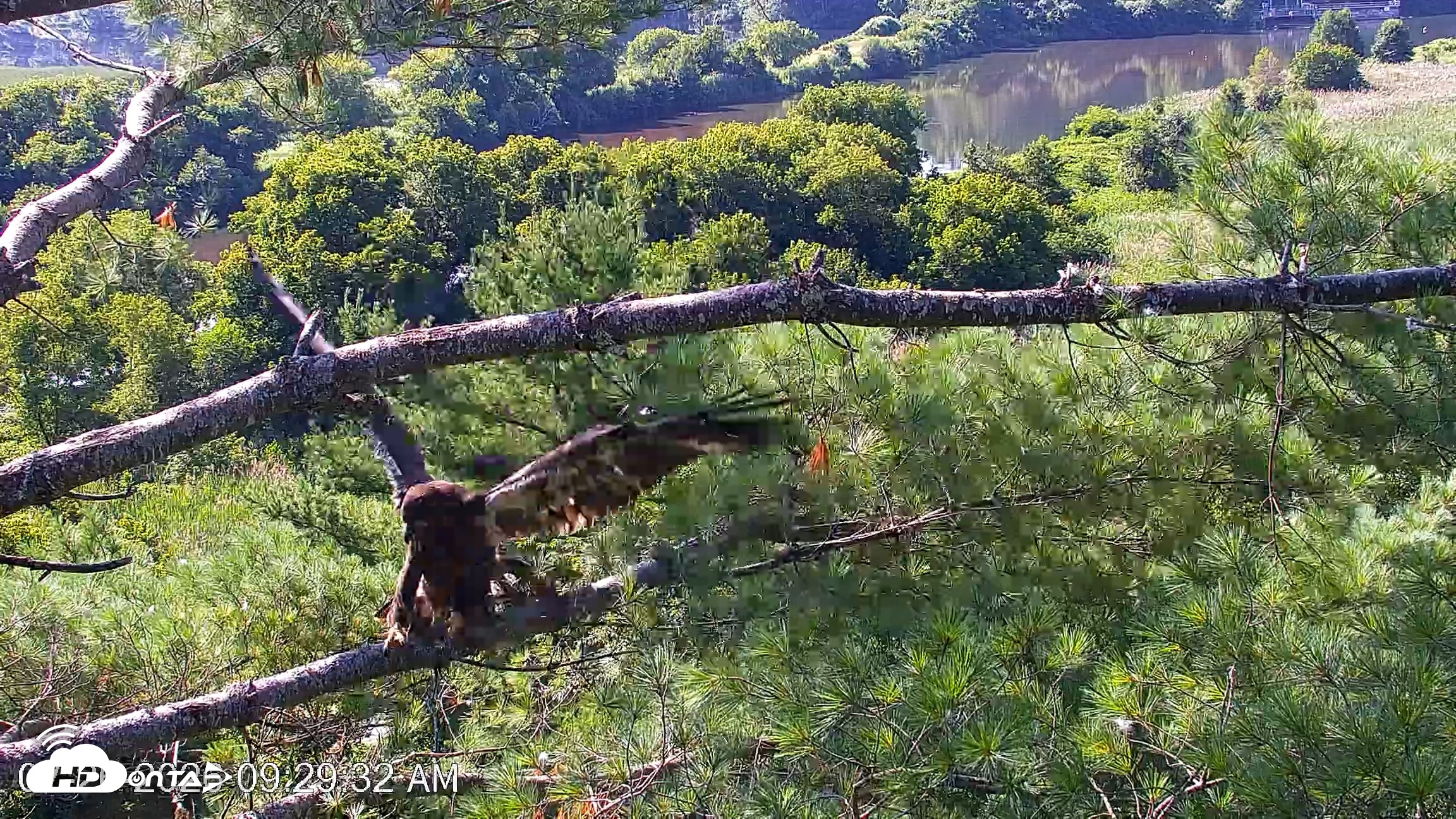 Snapshot of VINS Bald Eagles Nest Live Cams taken Jul 26, 2026, 9:30am EDT