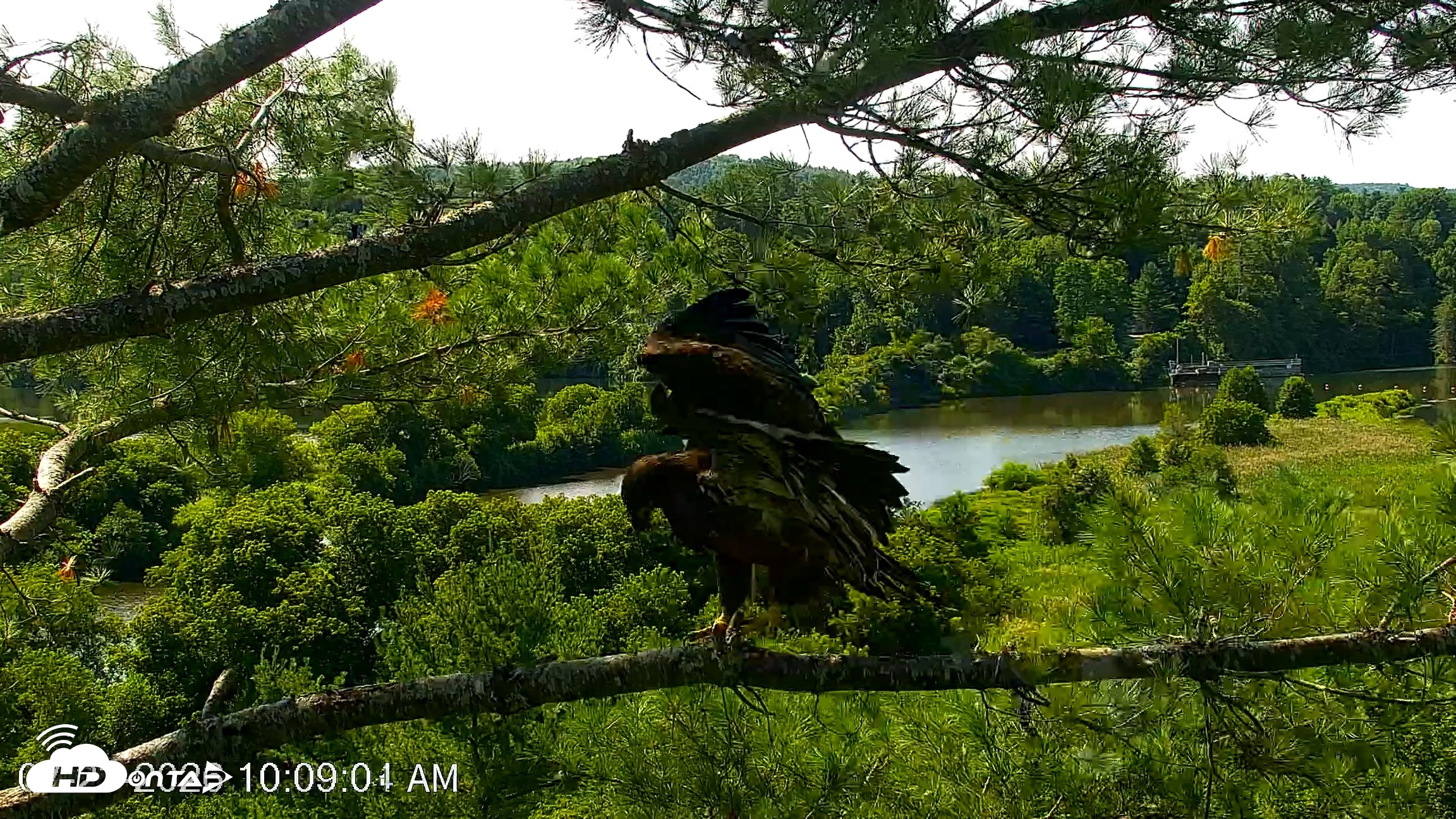 Snapshot of VINS Bald Eagles Nest Live Cams taken Jul 23, 2026, 10:09am EDT