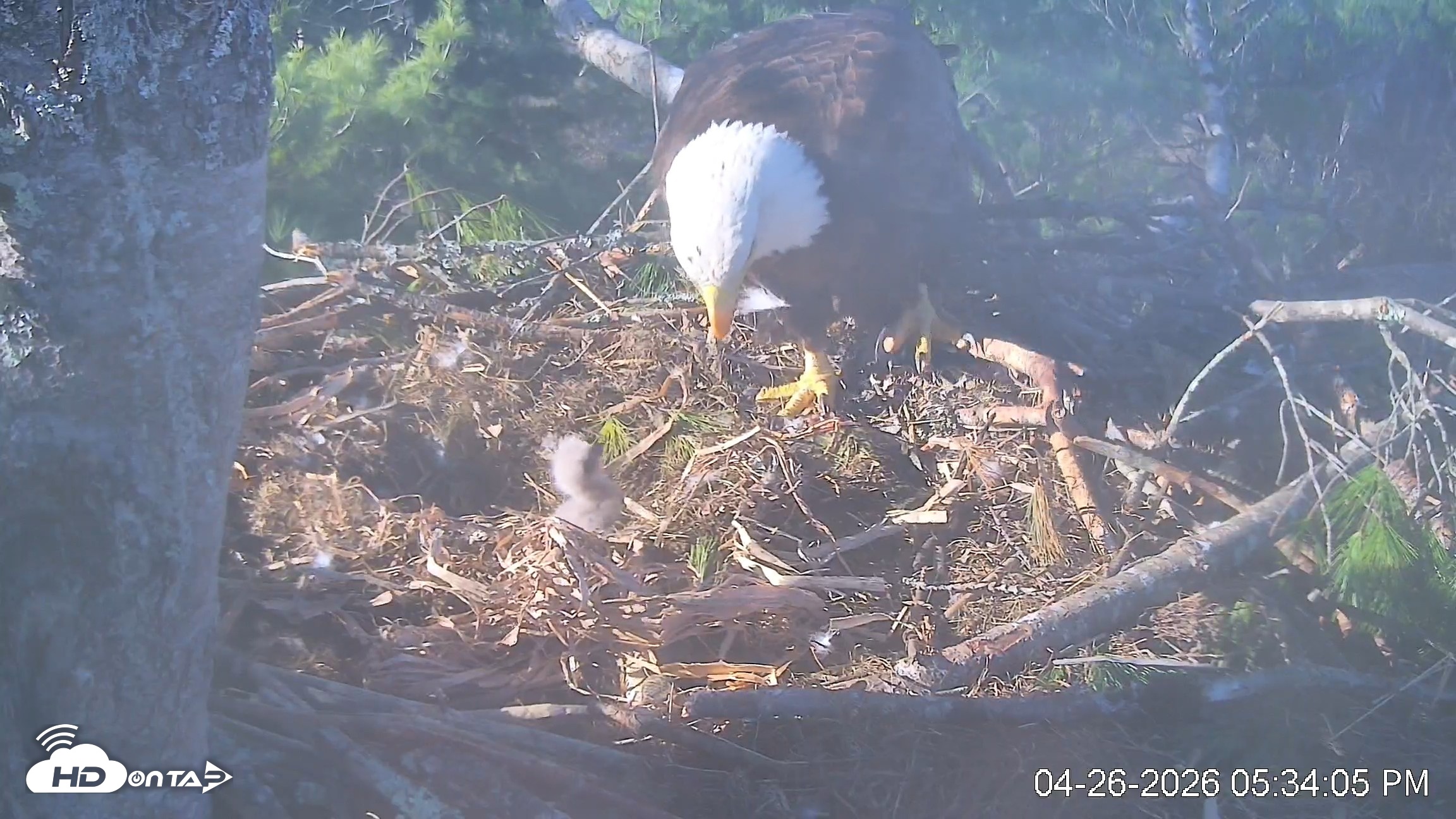 Snapshot of VINS Bald Eagles Nest Live Cams taken Apr 26, 2026, 5:34pm EDT