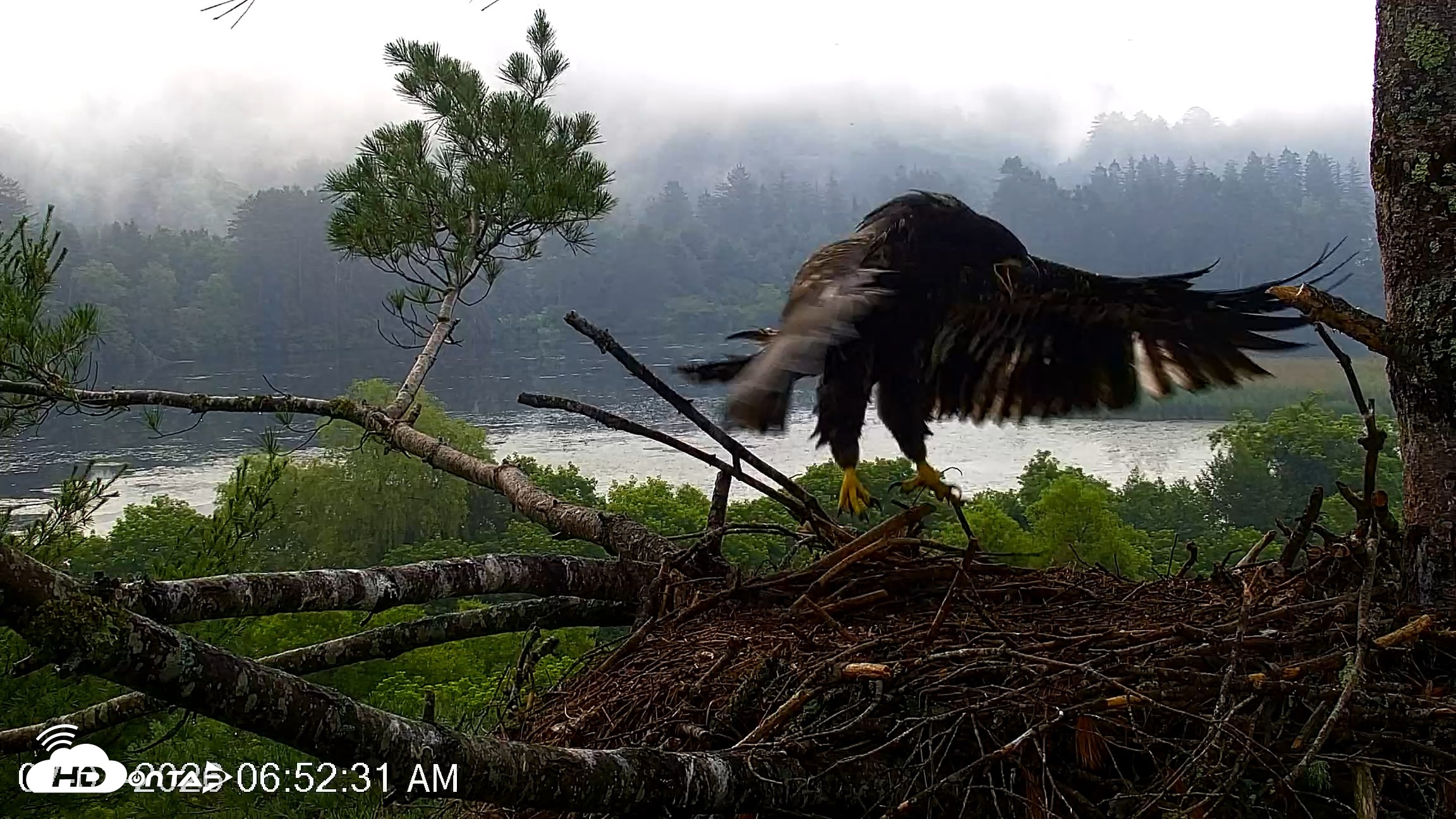 Snapshot of VINS Bald Eagles Nest Live Cams taken Jul 1, 2026, 6:53am EDT
