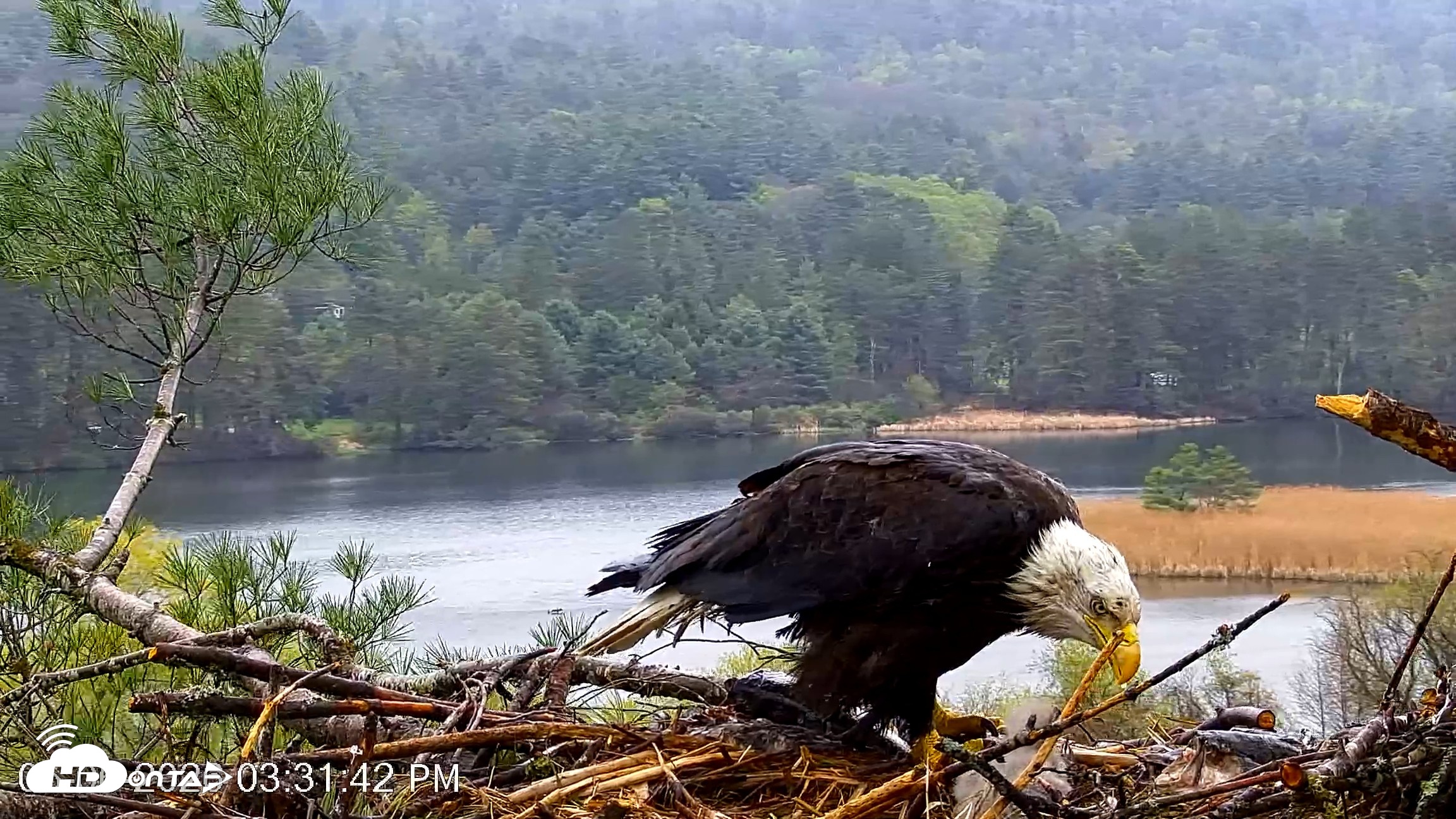 Snapshot of VINS Bald Eagles Nest Live Cams taken May 6, 2026, 3:32pm EDT