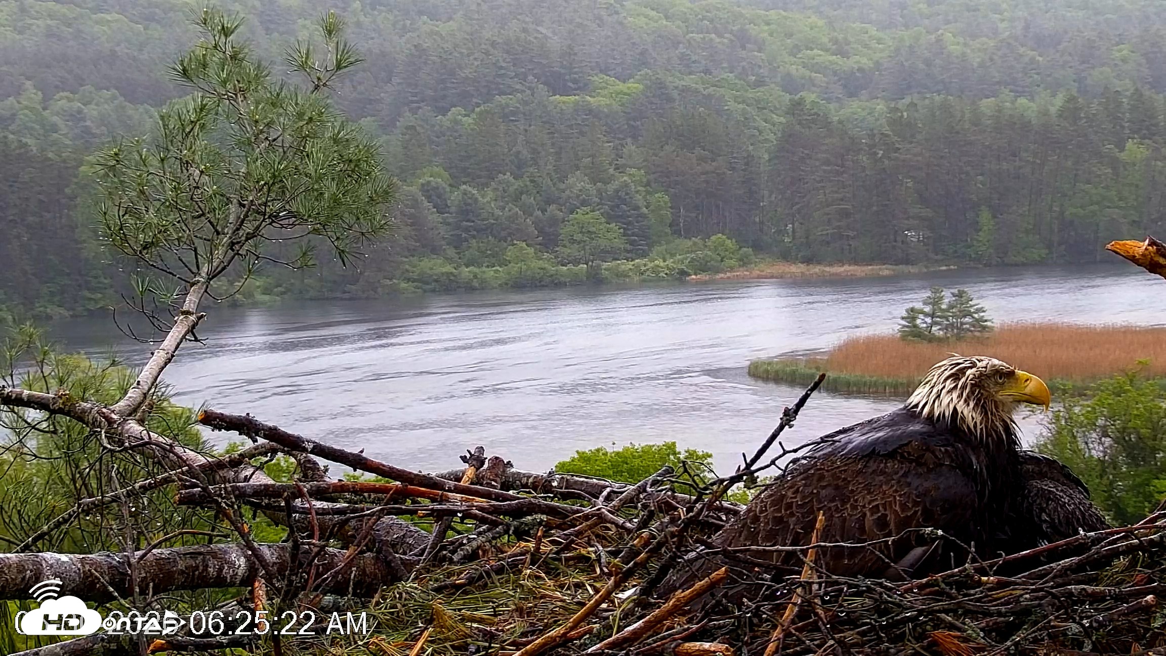 Snapshot of VINS Bald Eagles Nest Live Cams taken May 30, 2026, 6:26am EDT