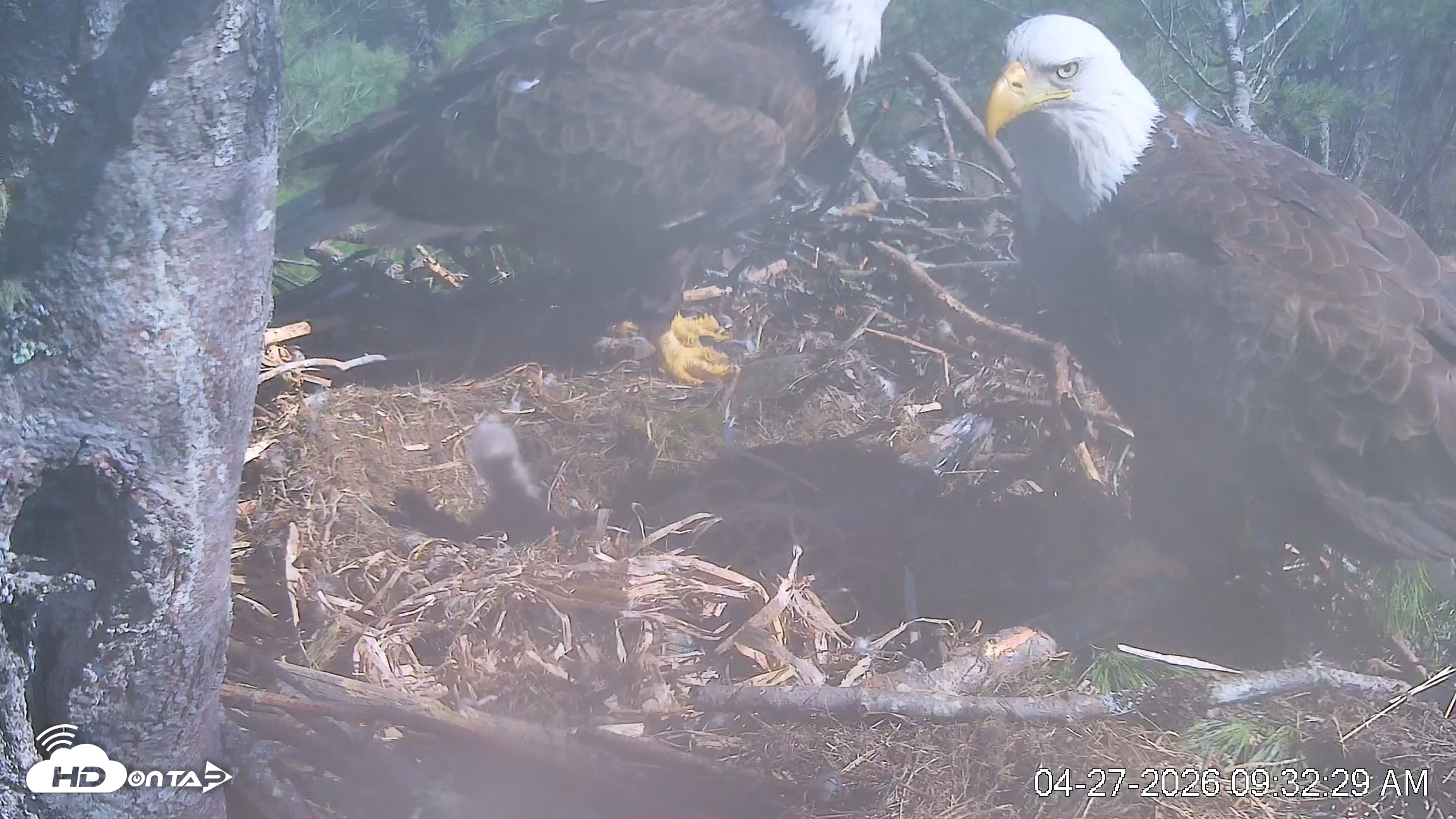 Snapshot of VINS Bald Eagles Nest Live Cams taken Apr 27, 2026, 9:33am EDT