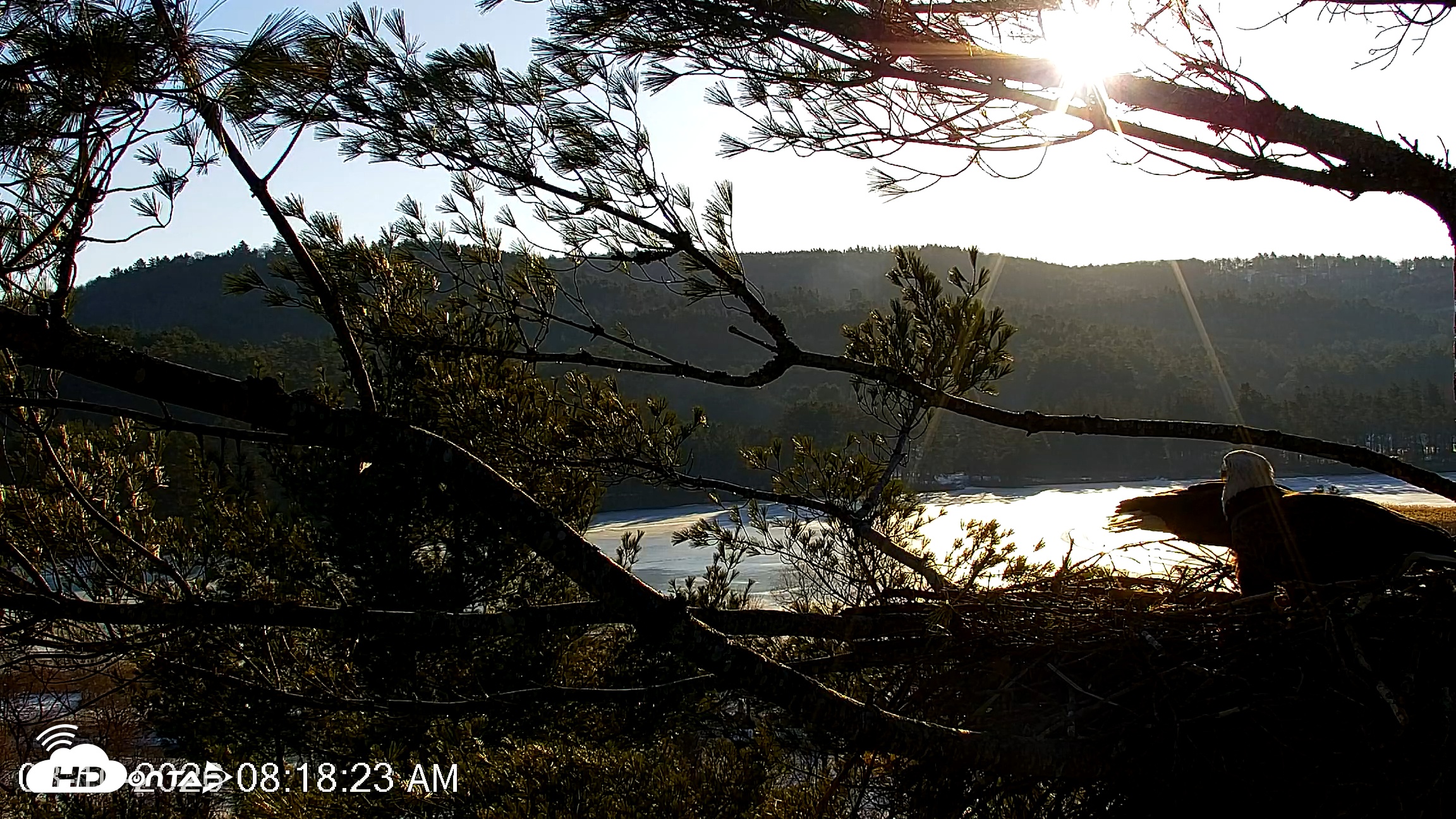 Snapshot of VINS Bald Eagles Nest Live Cams taken Mar 10, 2026, 8:19am EDT