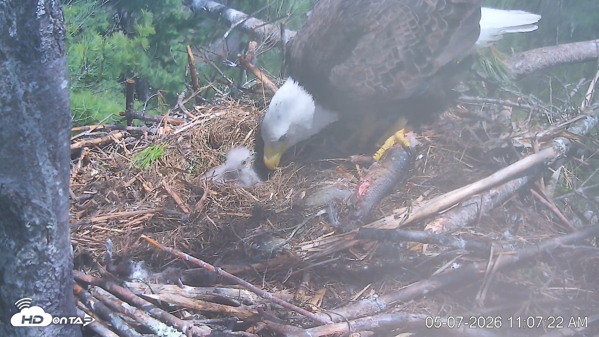 Snapshot of VINS Bald Eagles Nest Live Cams taken May 7, 2026, 11:08am EDT