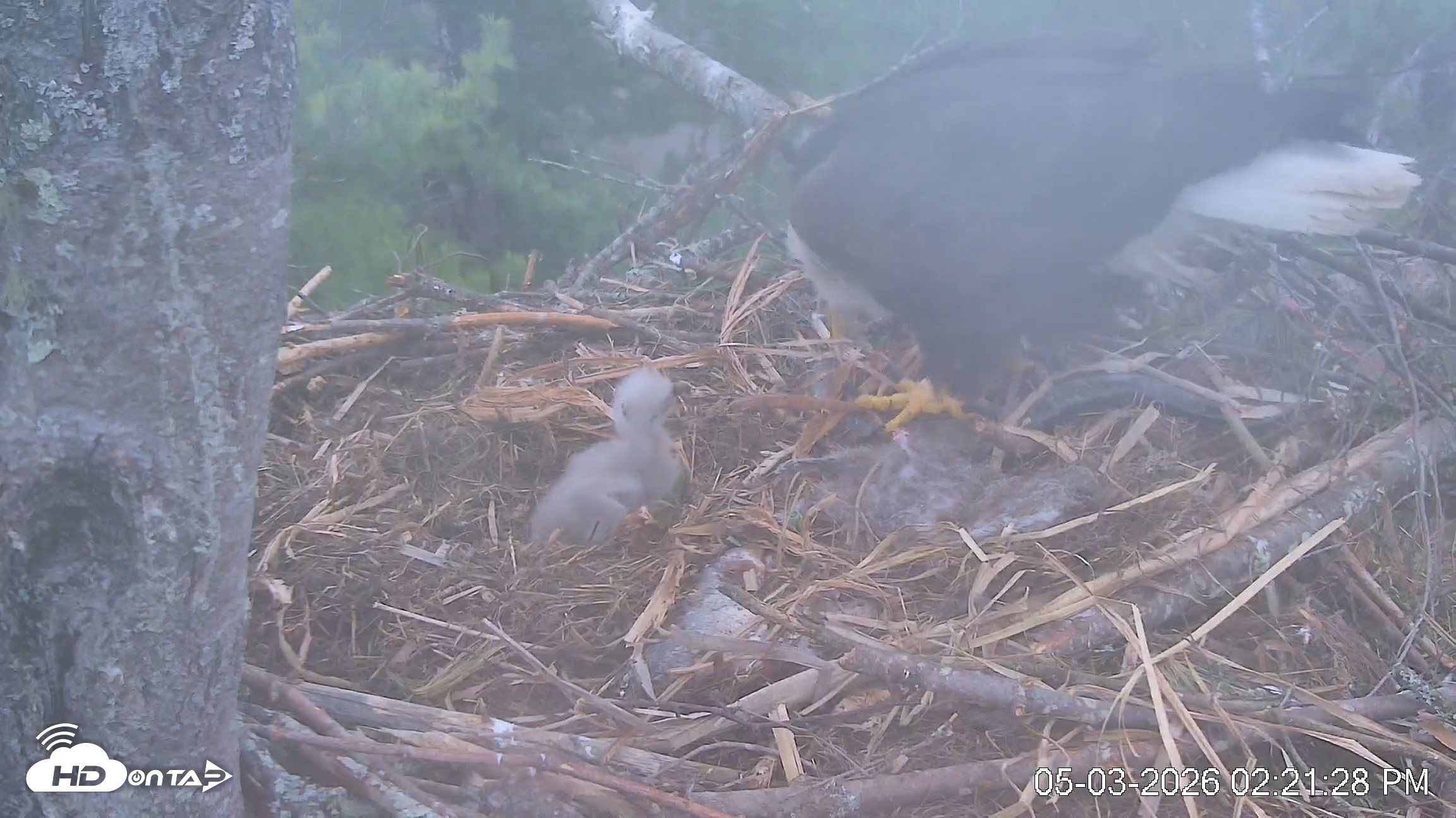 Snapshot of VINS Bald Eagles Nest Live Cams taken May 3, 2026, 2:22pm EDT