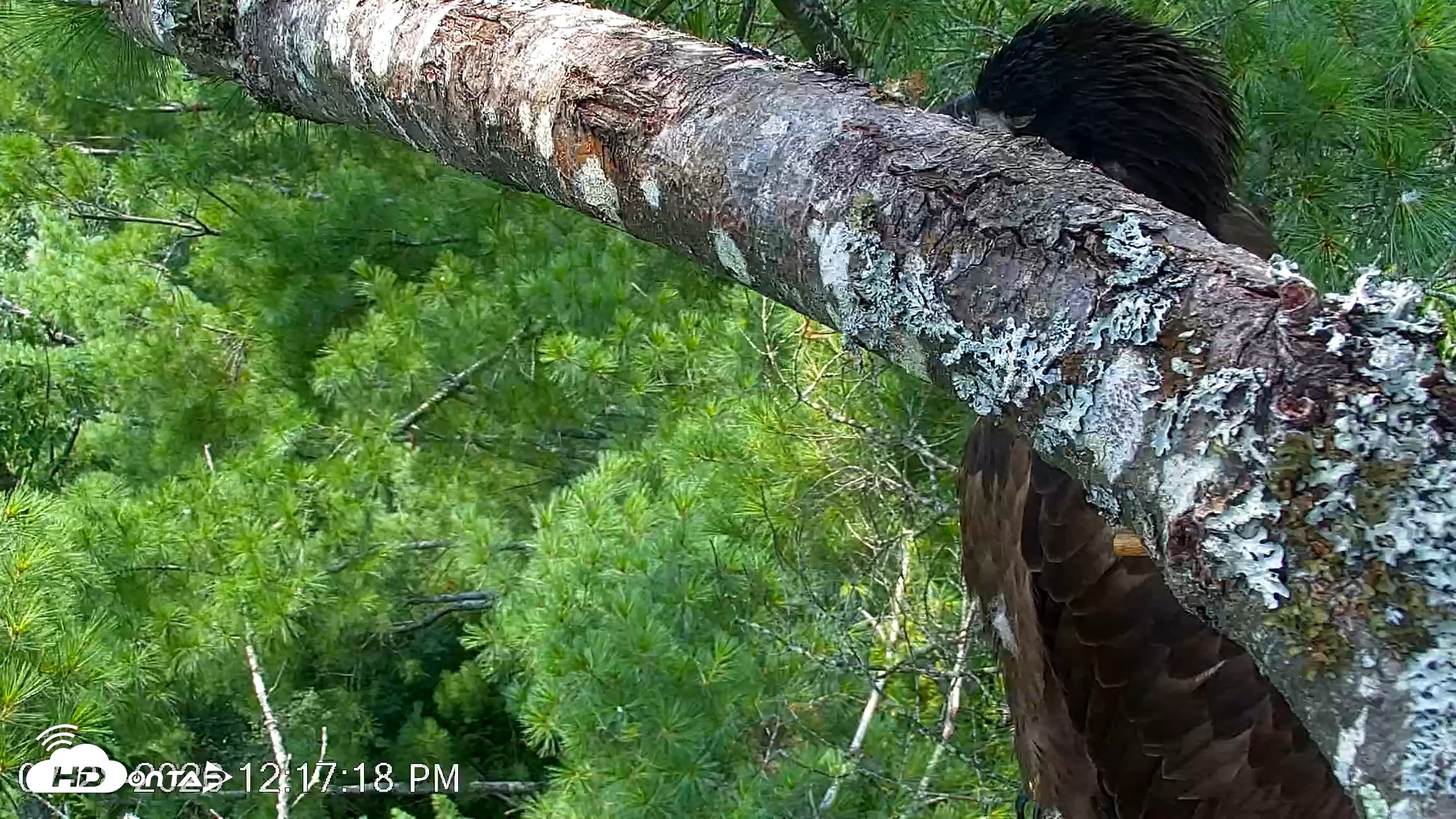 Snapshot of VINS Bald Eagles Nest Live Cams taken Jul 28, 2026, 12:18pm EDT